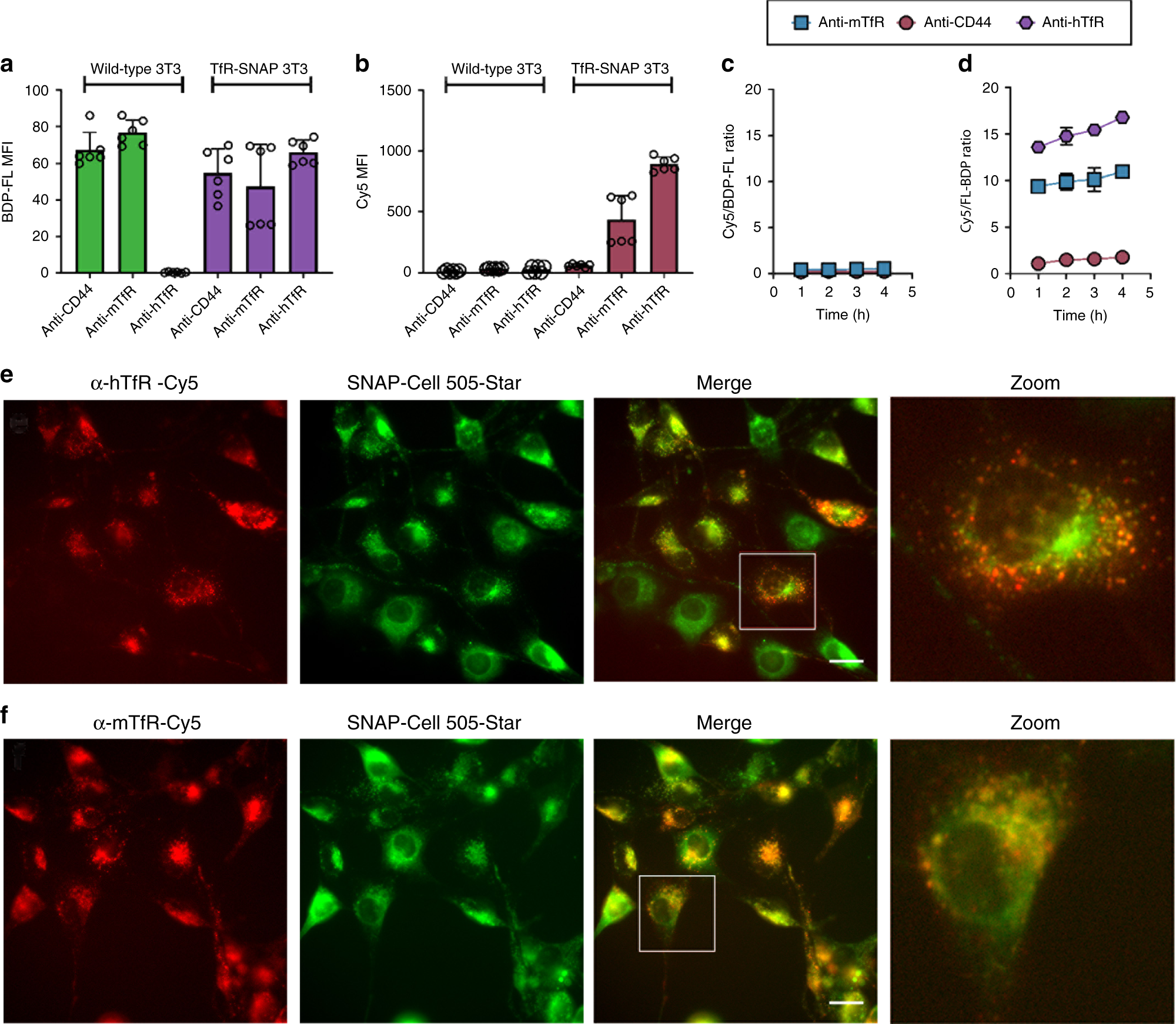 Fig. 3: In vitro activation of SNAPSwitch.