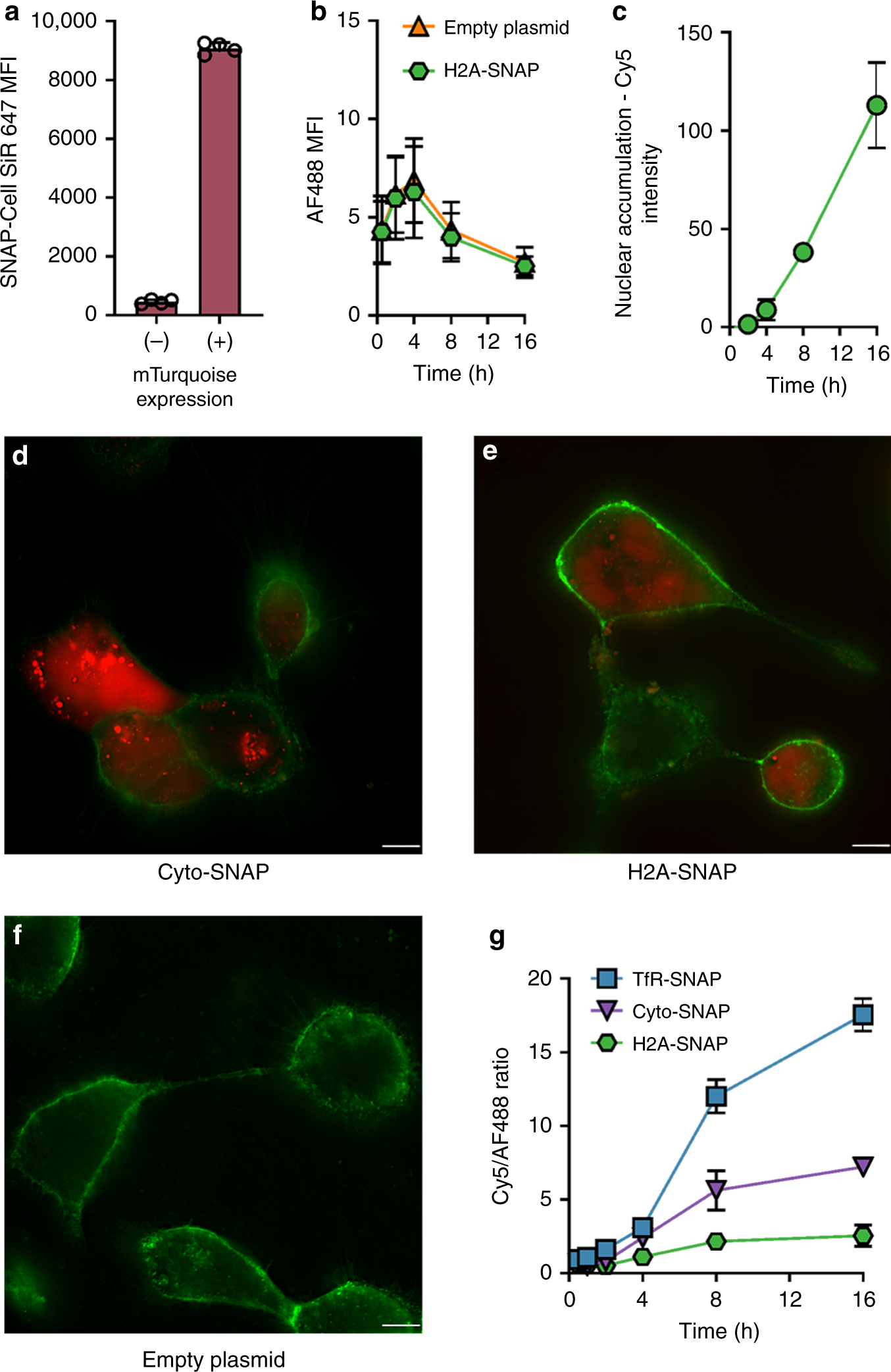 Fig. 6: Uptake, trafficking and delivery of oligonucleotide.