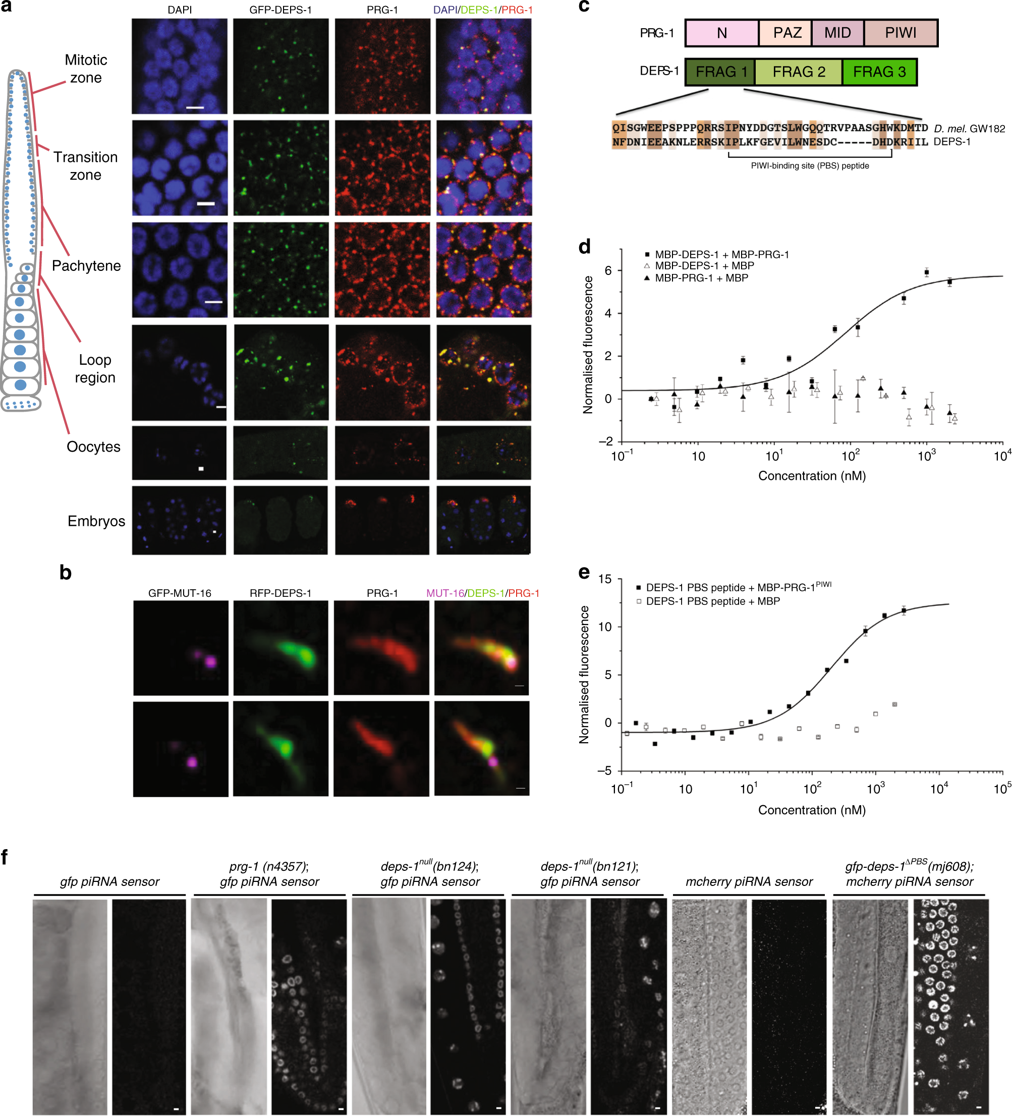 DEPS-1 is required for piRNA-dependent silencing and PIWI condensate  organisation in Caenorhabditis elegans | Nature Communications