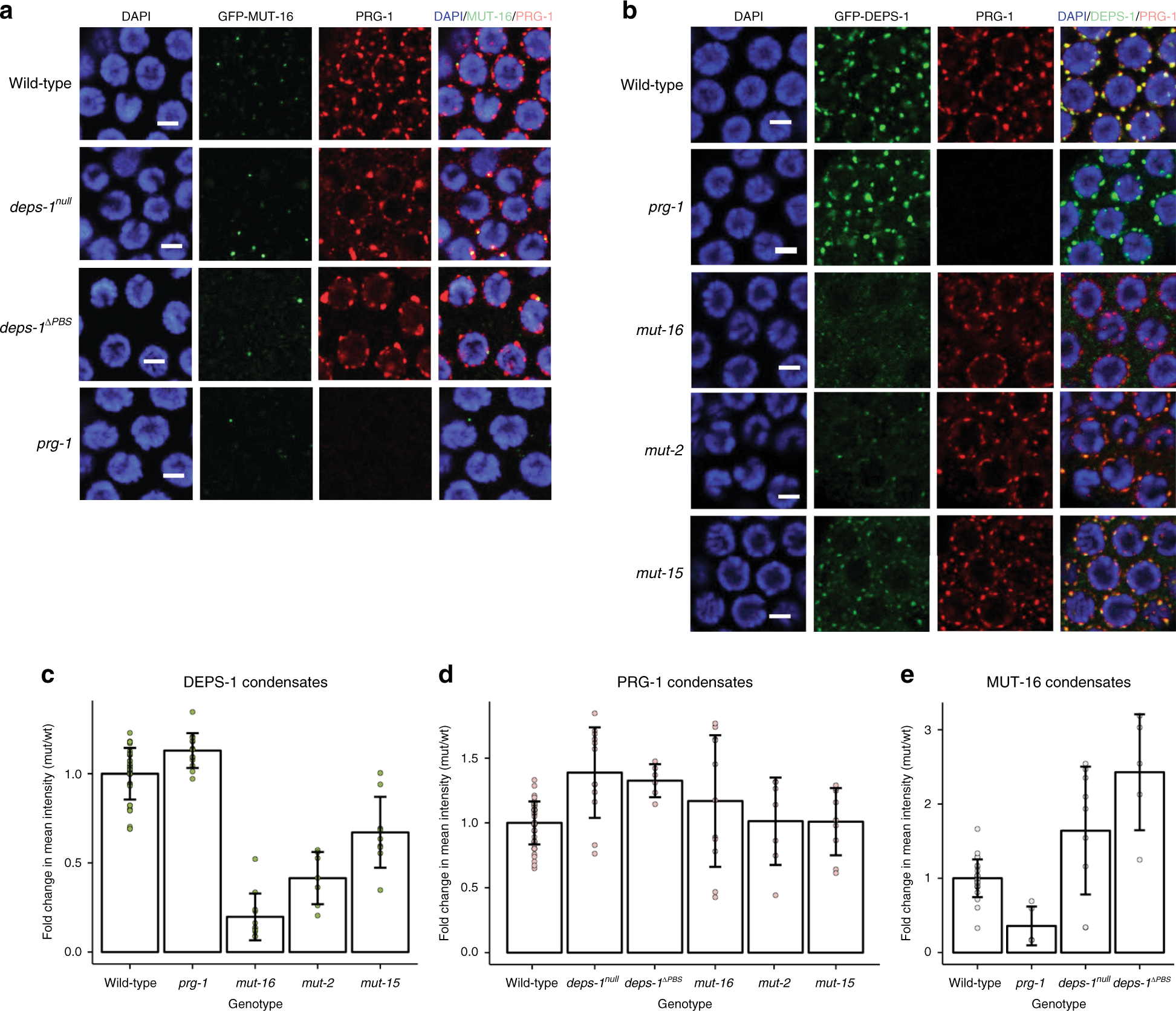 Fig. 3: Morphologies of PRG-1, DEPS-1 and MUT-16 condensates are interdependent.