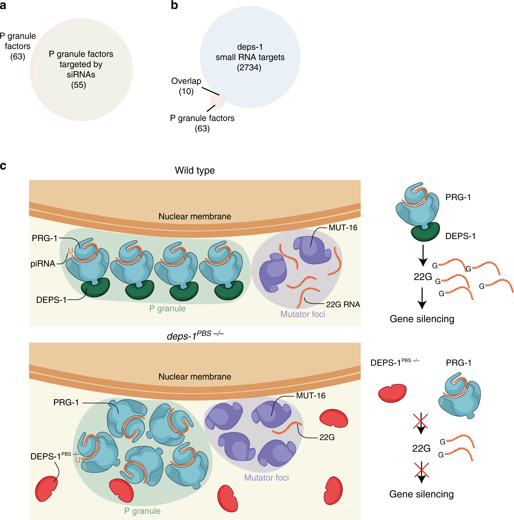 Fig. 5: P granule components are targeted by small RNAs and mechanistic model of DEPS-1 function in small RNA pathways.