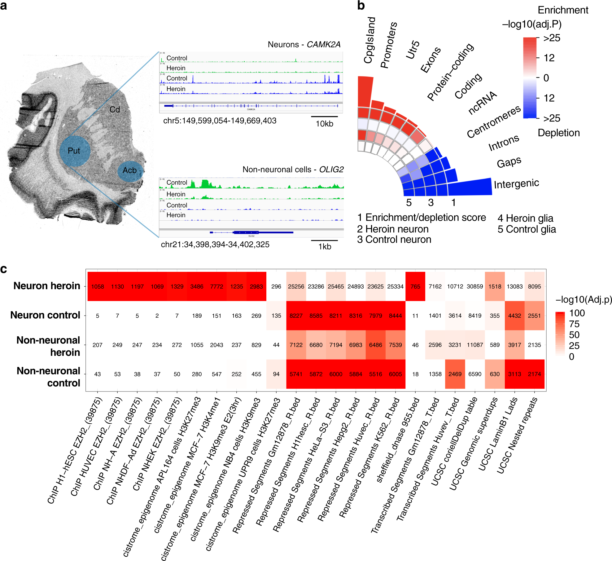 Chromatin accessibility mapping of the striatum identifies tyrosine kinase  FYN as a therapeutic target for heroin use disorder | Nature Communications