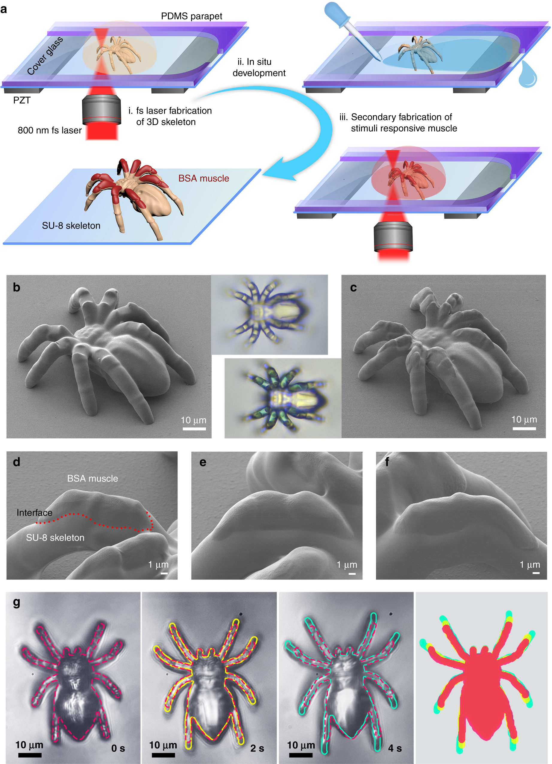 Femtosecond laser programmed artificial musculoskeletal systems | Nature  Communications