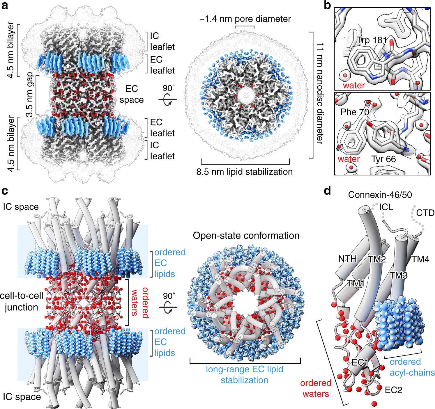 Connexin 46 50 In A Dynamic Lipid Environment Resolved By Cryoem At 1 9 A Nature Communications