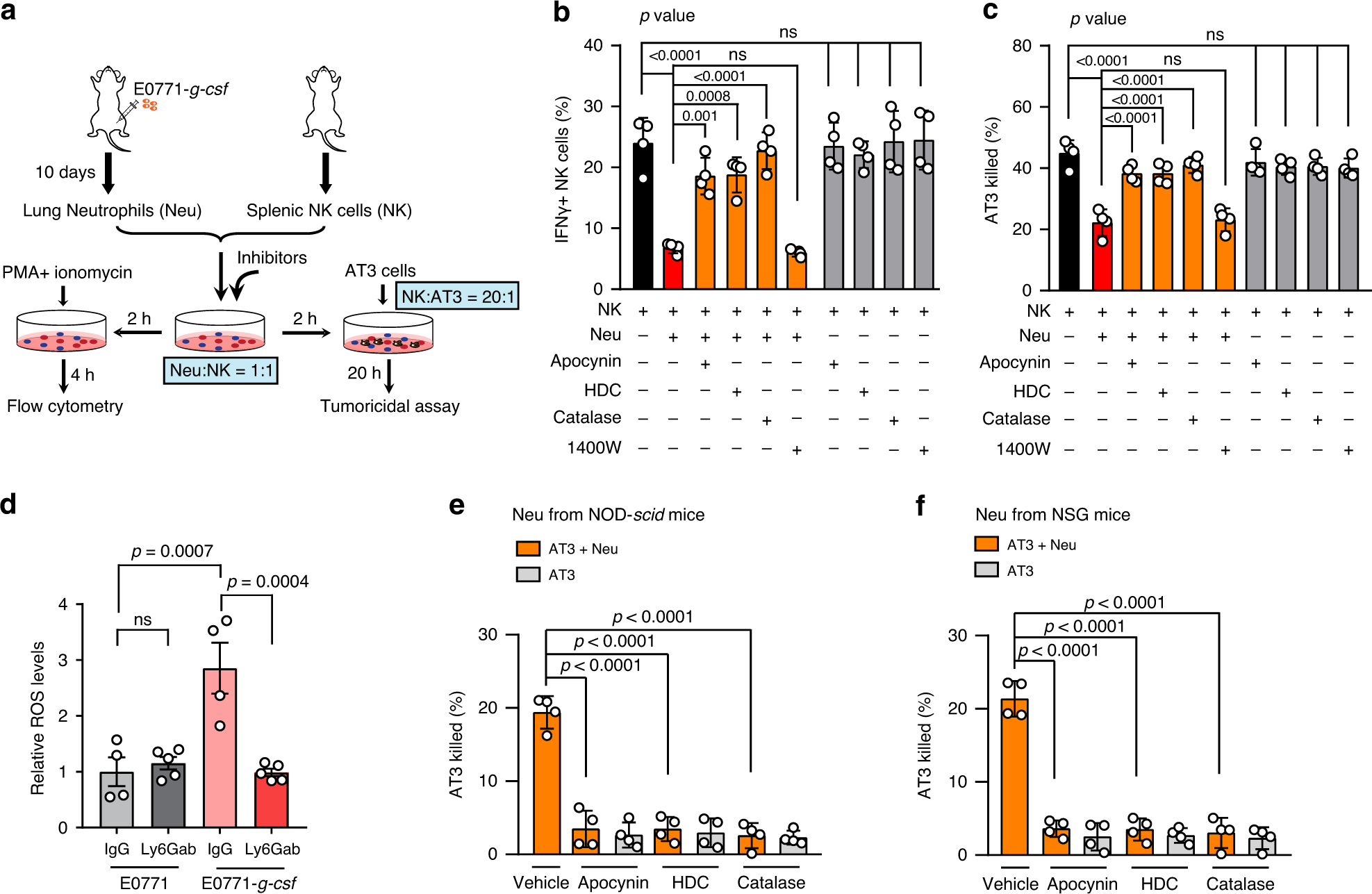 Fig. 5: The tumoricidal and NK-suppressive effects of neutrophils are both mediated by ROS.