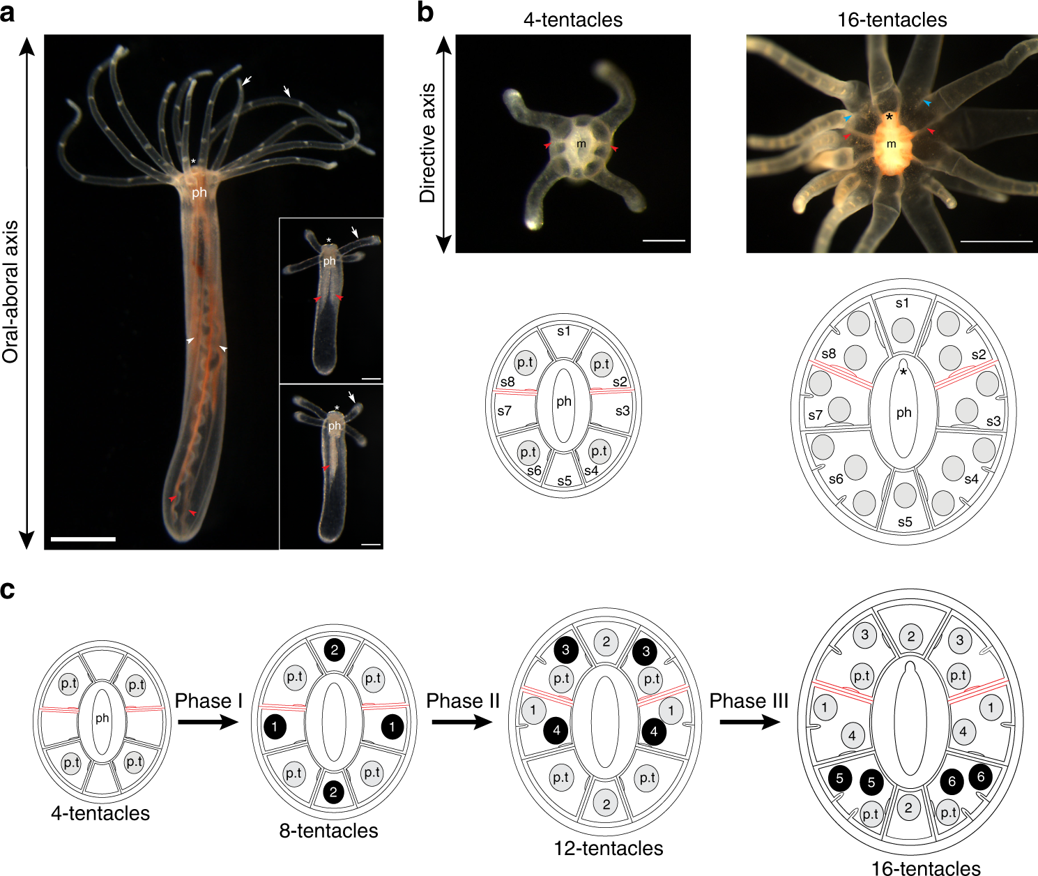 Feeding-dependent tentacle development in the sea anemone Nematostella  vectensis | Nature Communications