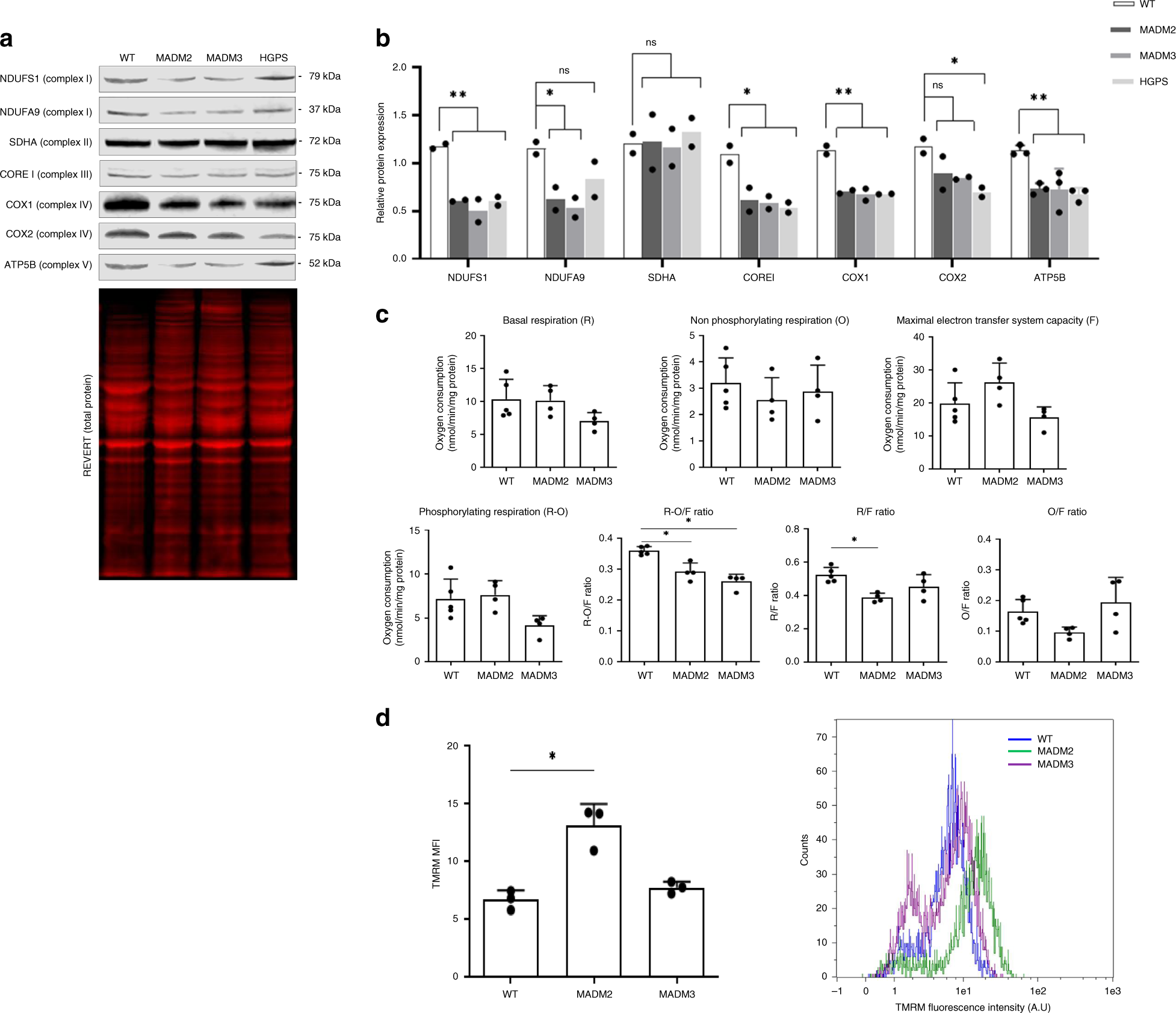 Fig. 3: Respiratory chain composition and function is impaired in MADaM fibroblasts.