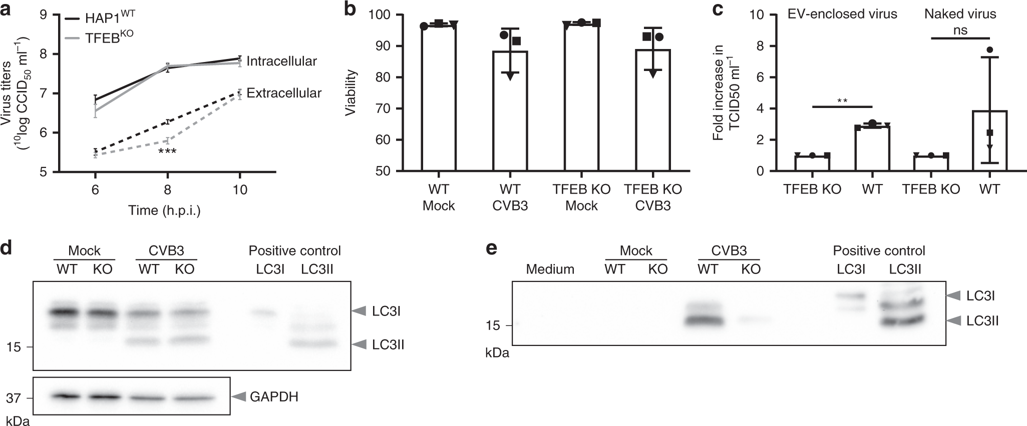 Fig. 5: TFEB promotes non-lytic release of CVB3 in early stages of infection.