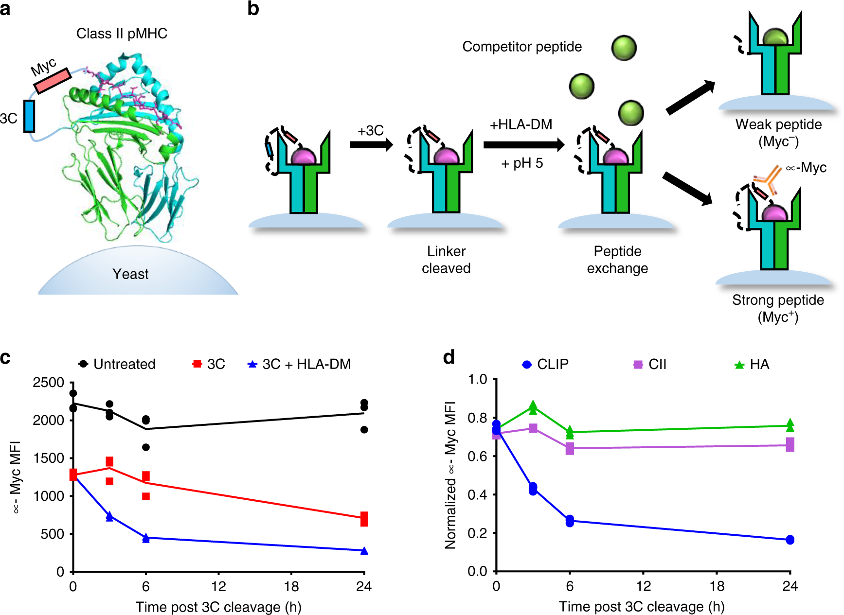 MHC Ligand Assays