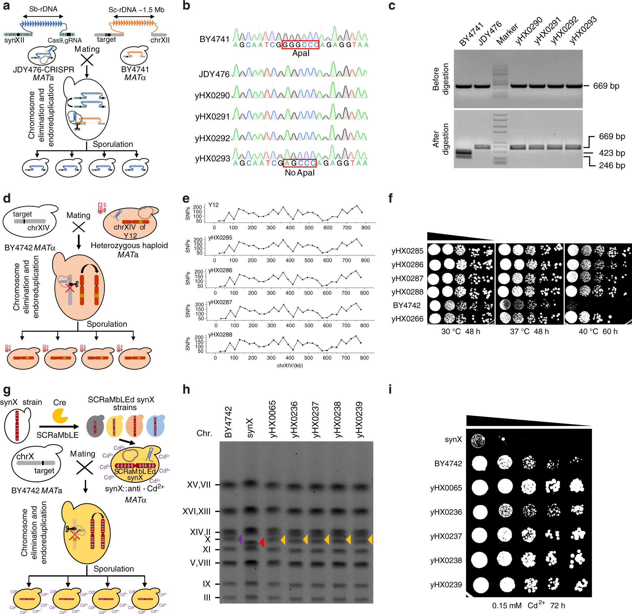 Fig. 3: Preferential transmission of complex genetic traits in yeast via chromosome drive.