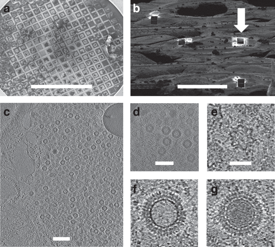 Fig. 1: FIB milling and tomograms.