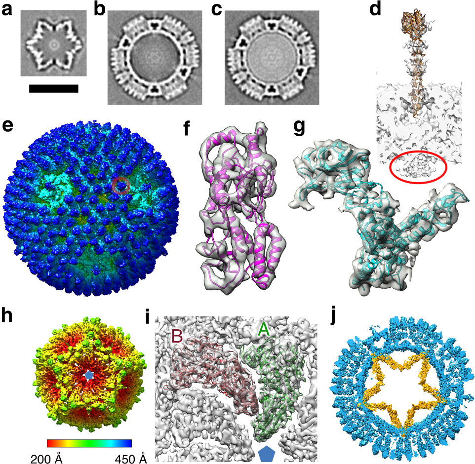Fig. 2: Sub-tomogram averaged reconstructions.
