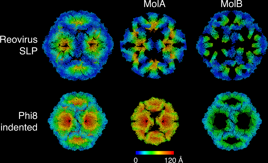 Fig. 4: Similarity between the SLP and the indented form of Phi8 procapsid.