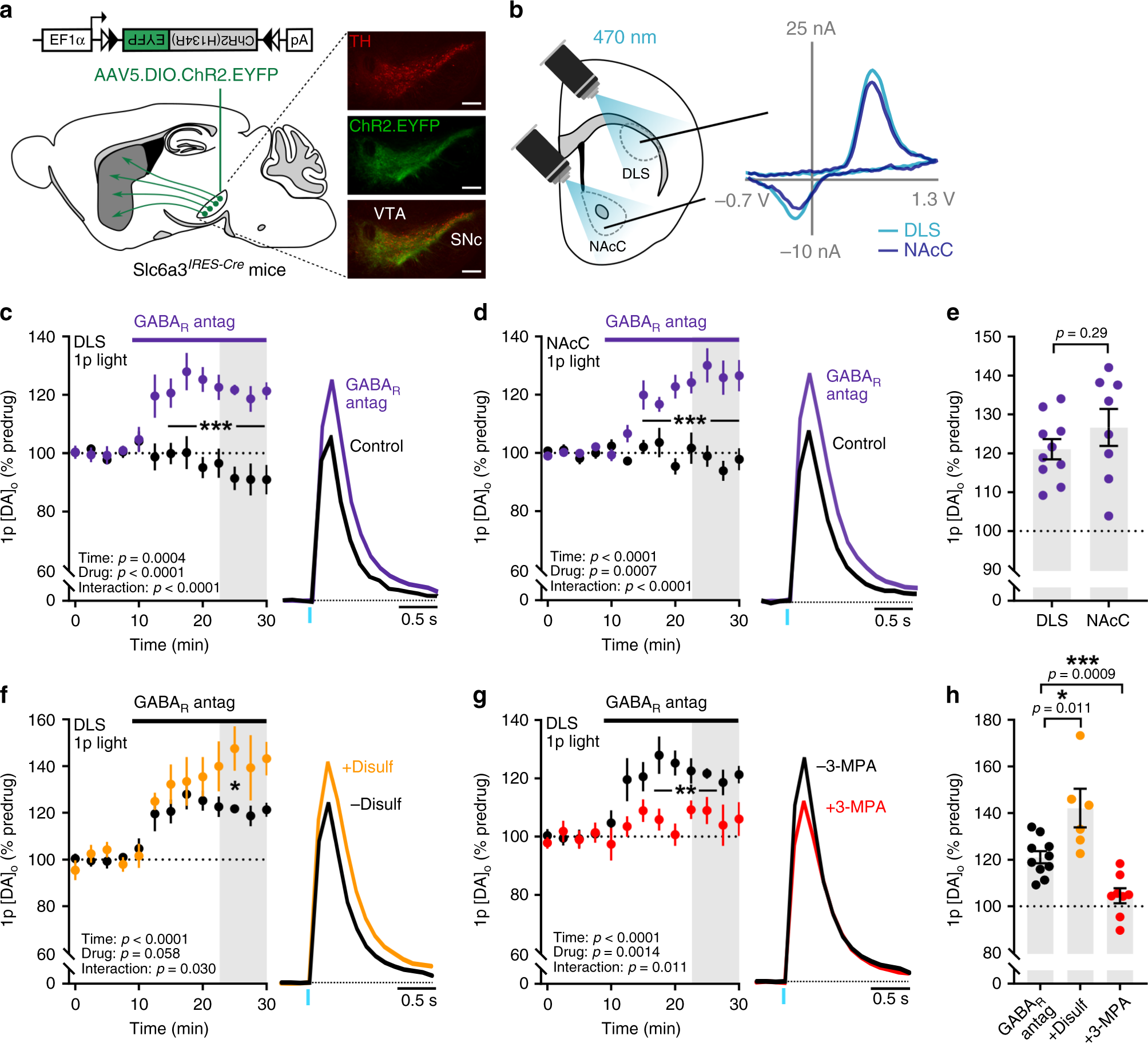 Purkinje cell dopaminergic inputs to astrocytes regulate cerebellar-dependent behavior