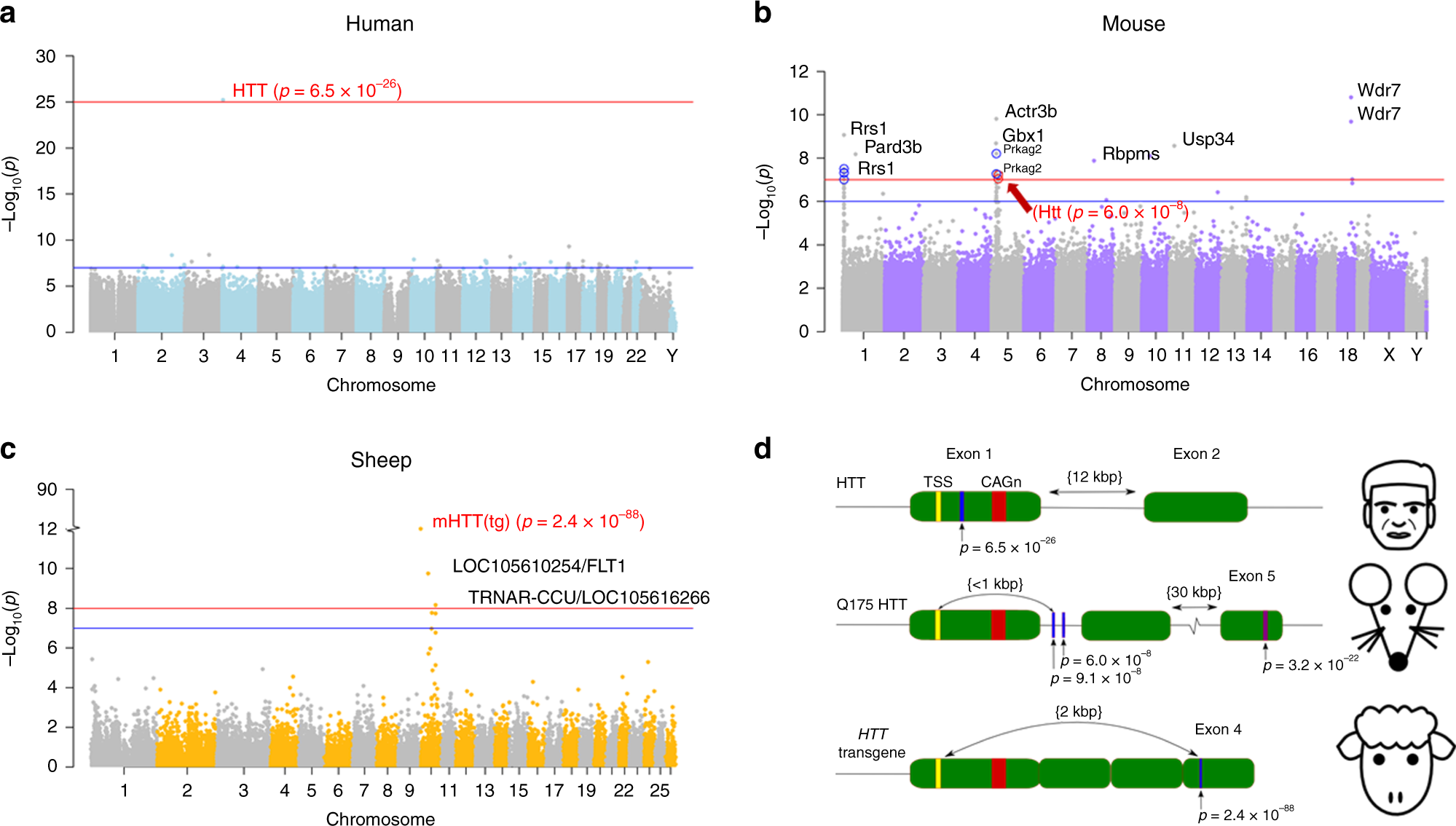 Fig. 4: Epigenome-wide association study (EWAS) of HD status in three species.