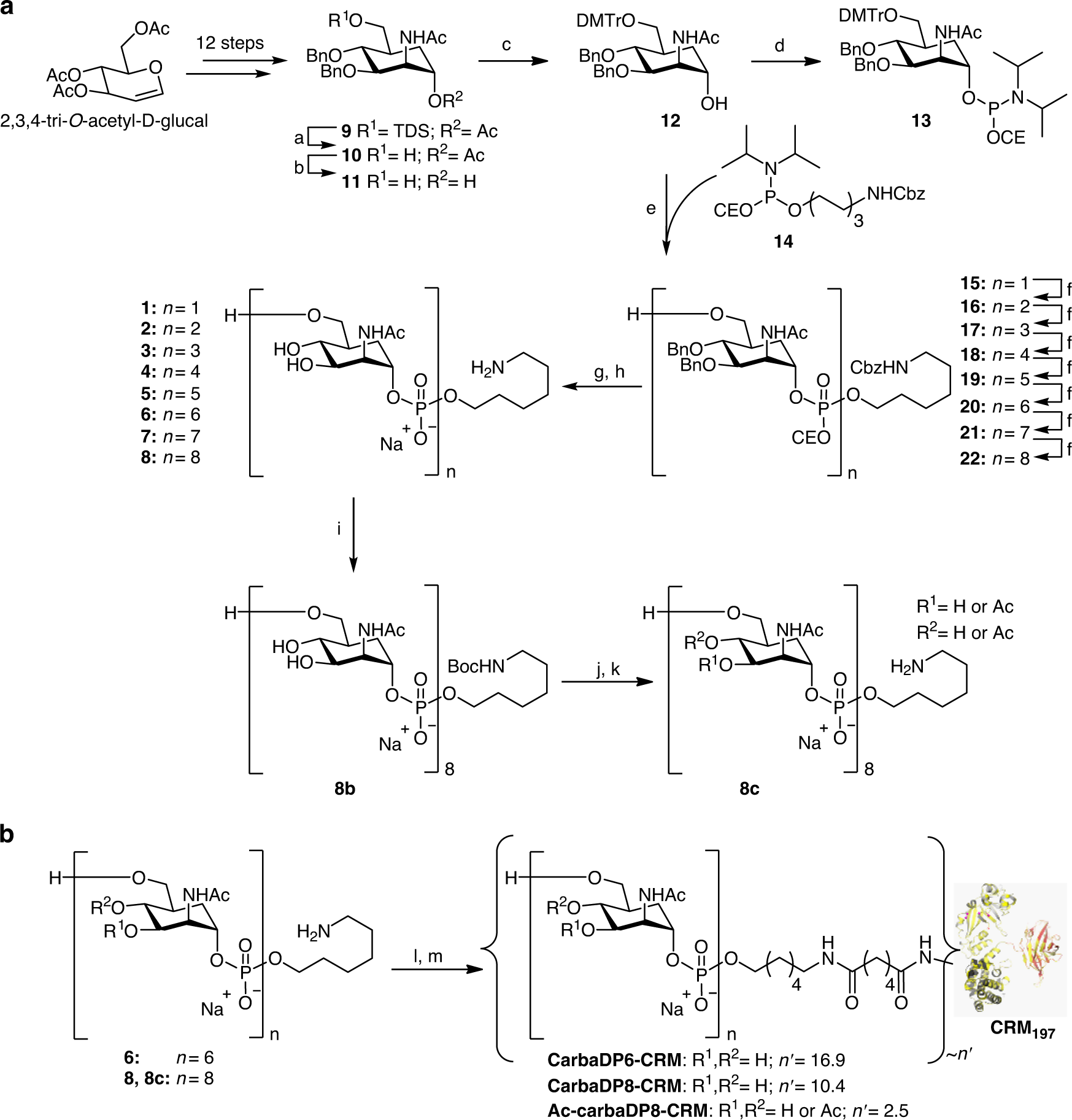 Fig. 2: A: oligomer assembly.