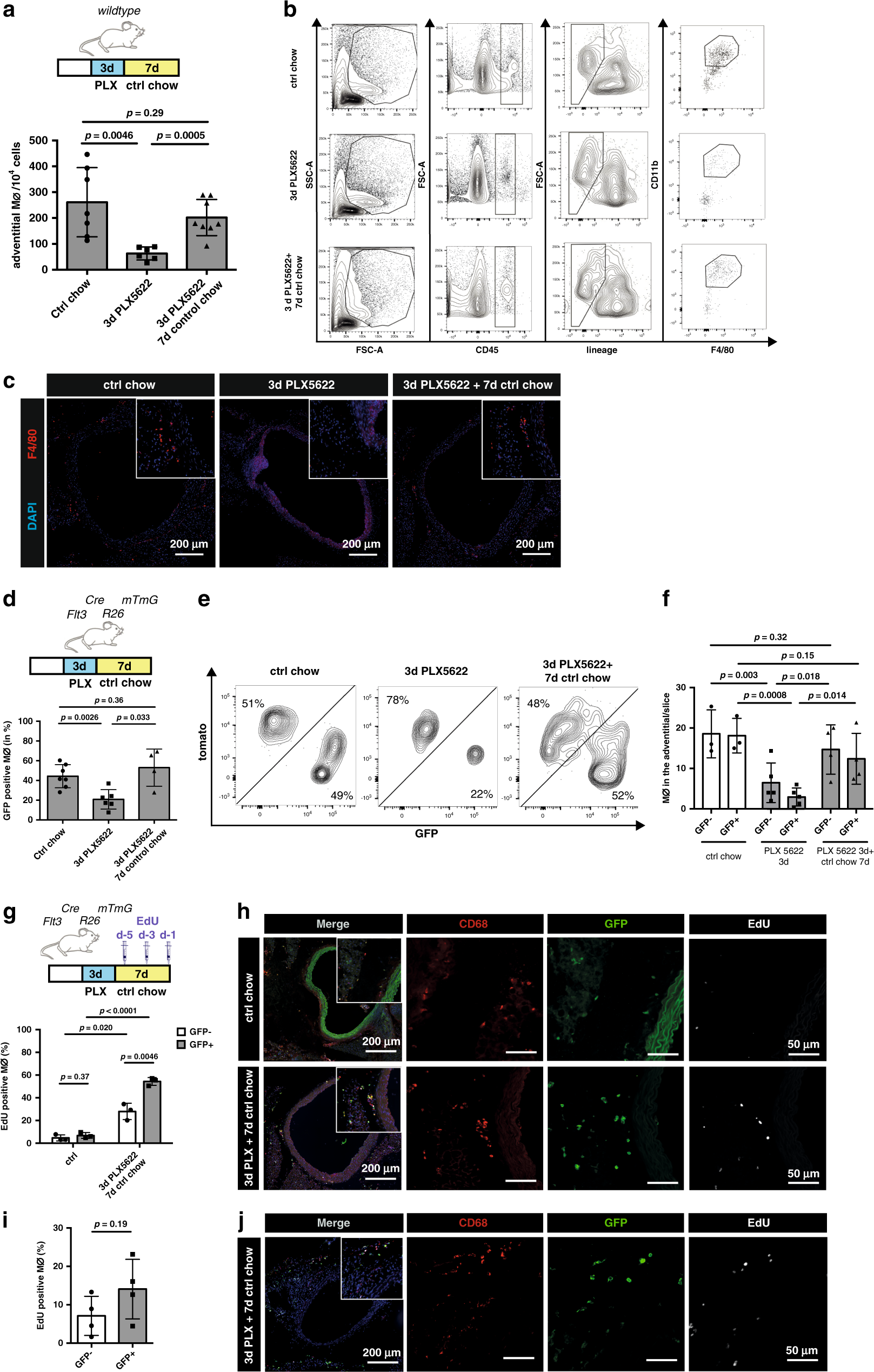 Fig. 4: BM-derived macrophages are more susceptible to Csf1r-inhibiton.