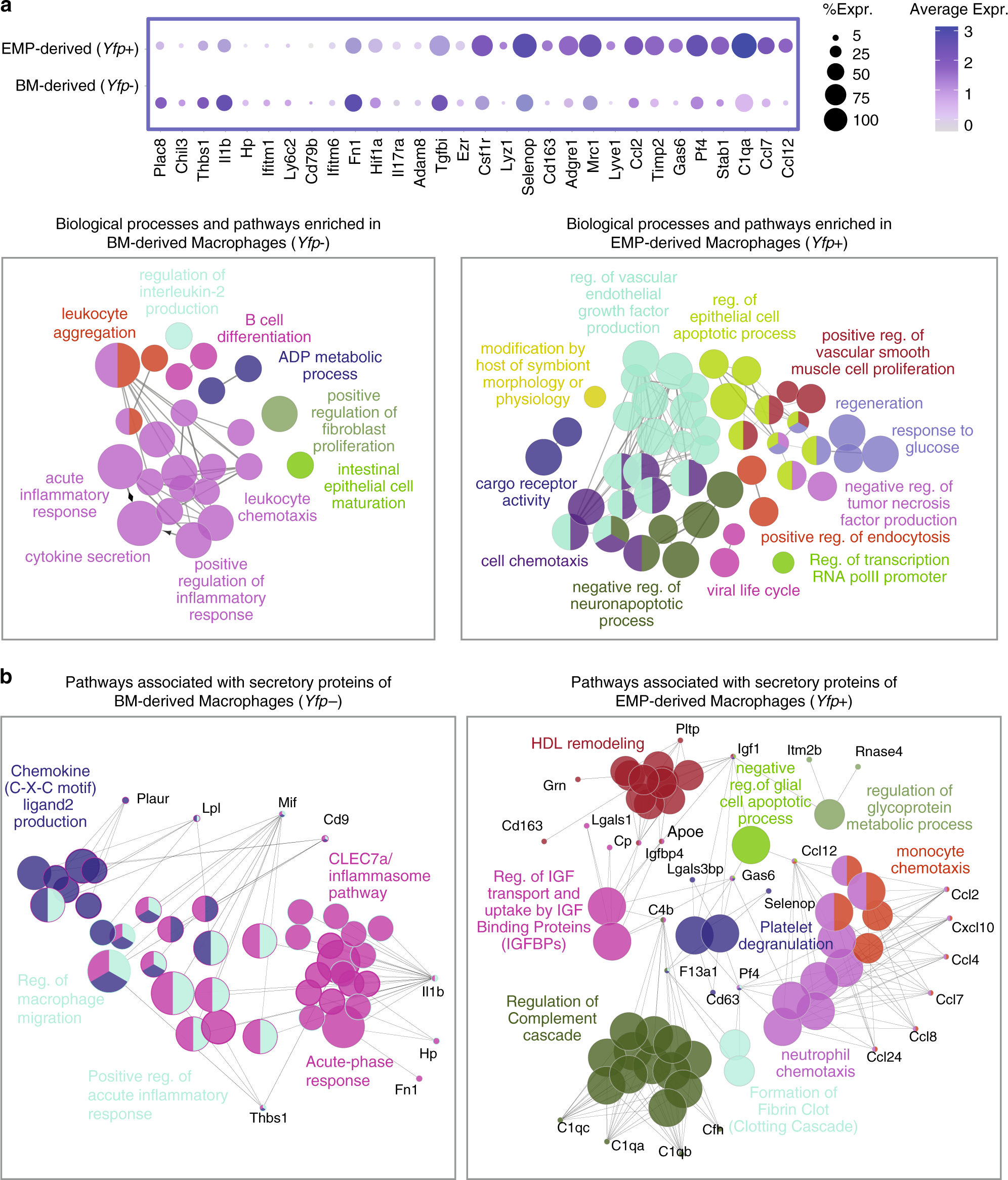 Fig. 7: Biological network analysis of genes associated with macrophage clusters.