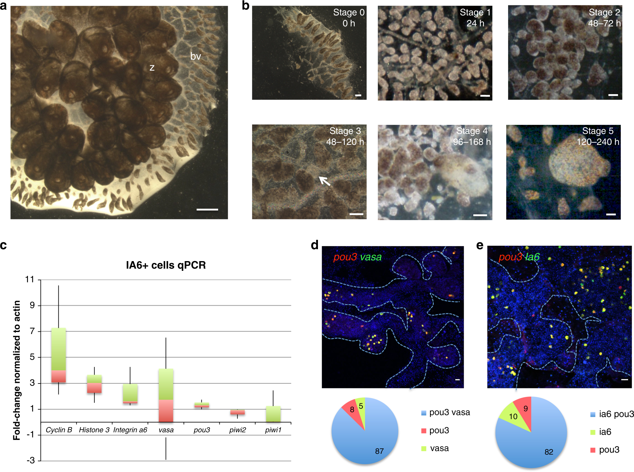Integrin-alpha-6+ Candidate stem cells are responsible for whole body  regeneration in the invertebrate chordate Botrylloides diegensis | Nature  Communications