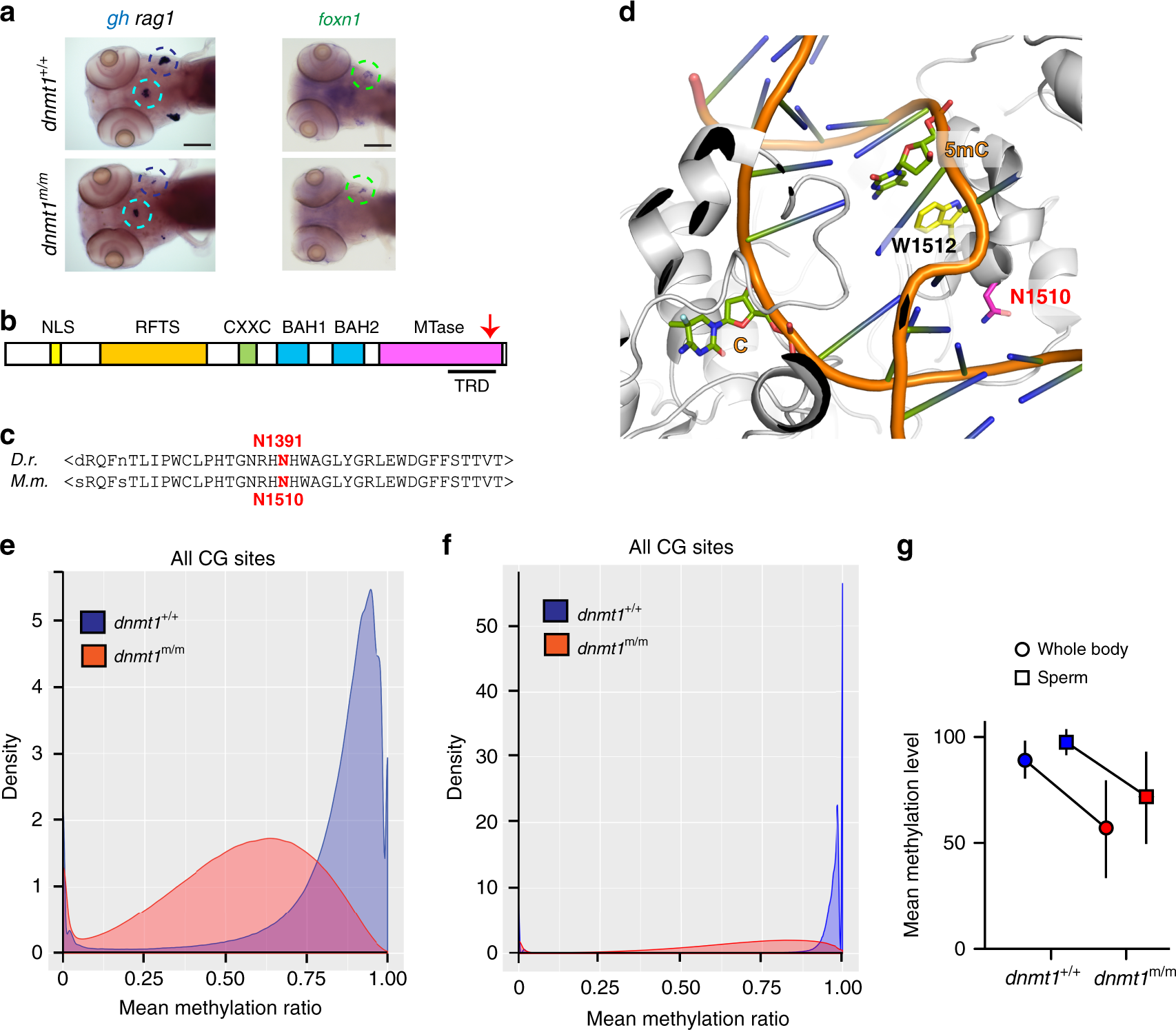 Fig. 1: Characterization of a hypomorphic allele of dnmt1.