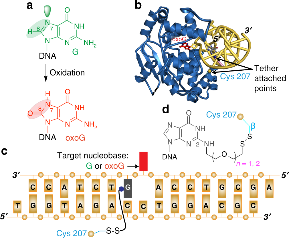 The Trajectory Of Intrahelical Lesion Recognition And Extrusion By The Human 8 Oxoguanine Dna Glycosylase Nature Communications