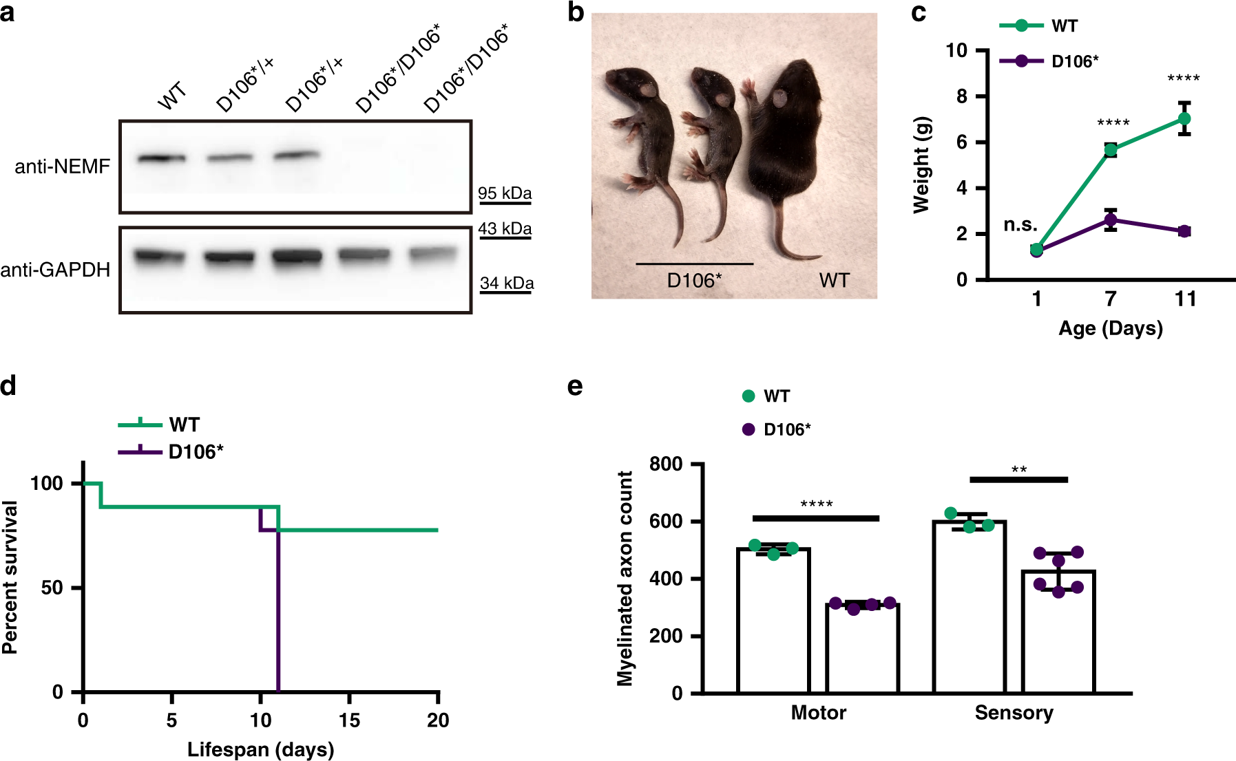 Fig. 3: Nemf D106* mice display perinatal neurodegeneration and lethality.