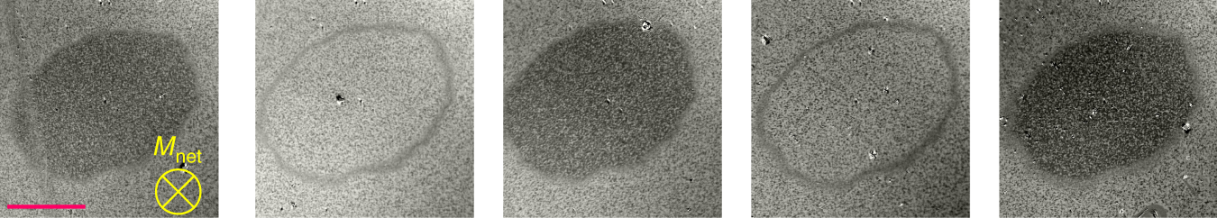 Fig. 3: Toggling of magnetization in a high-coercivity Mn2Ru0.9Ga film.
