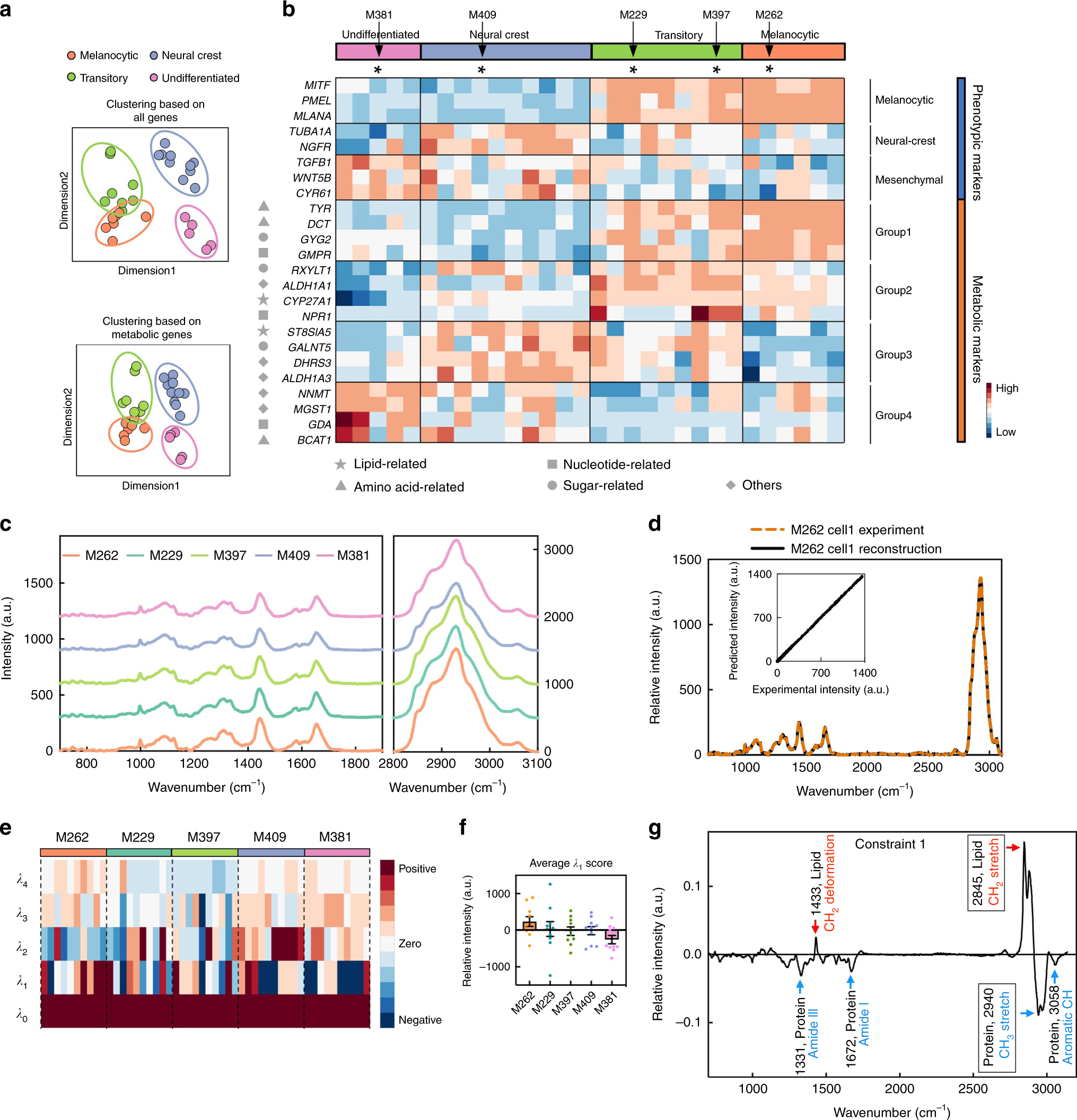Raman-guided subcellular pharmaco-metabolomics for metastatic melanoma  cells | Nature Communications