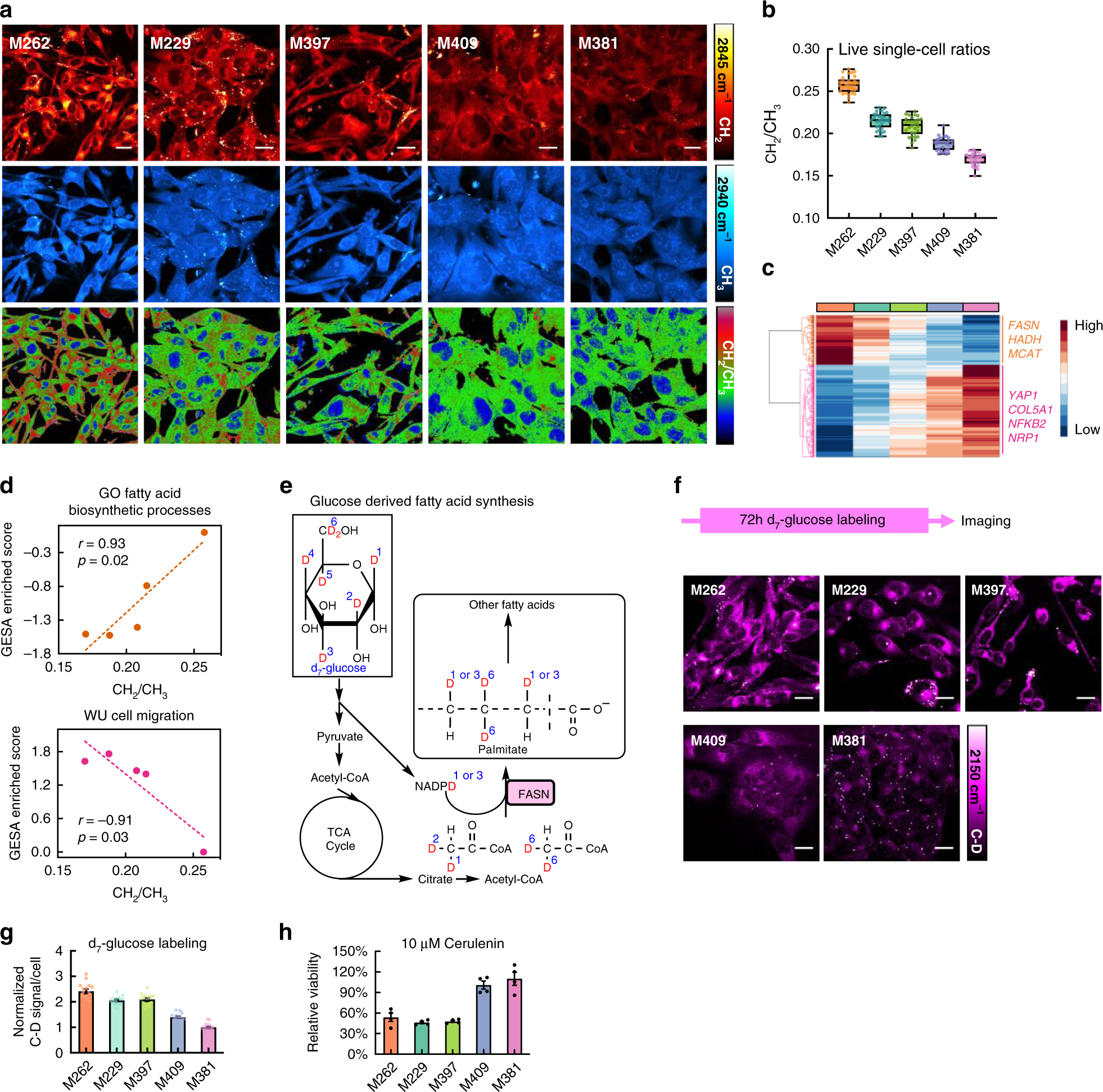 Fig. 2: Live-cell SRS imaging and transcriptomics analysis reveal a differentiated-cell-specific susceptibility.