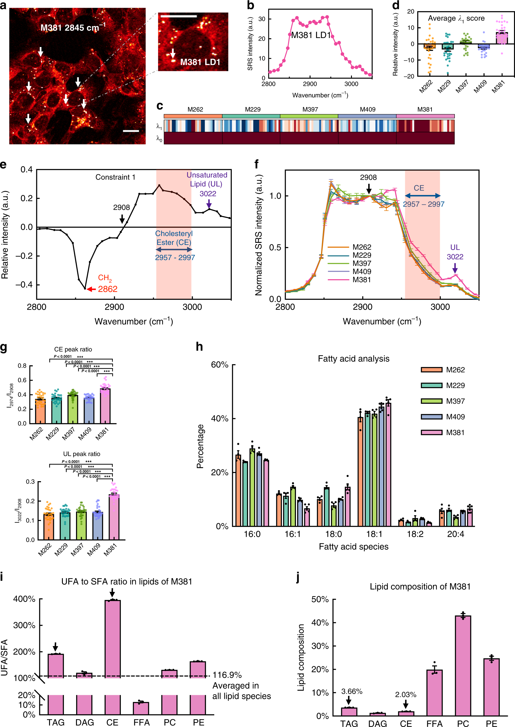 Fig. 3: Accumulation of unsaturated lipids and cholesteryl esters in lipid droplets (LDs) of de-differentiated M381 cells.