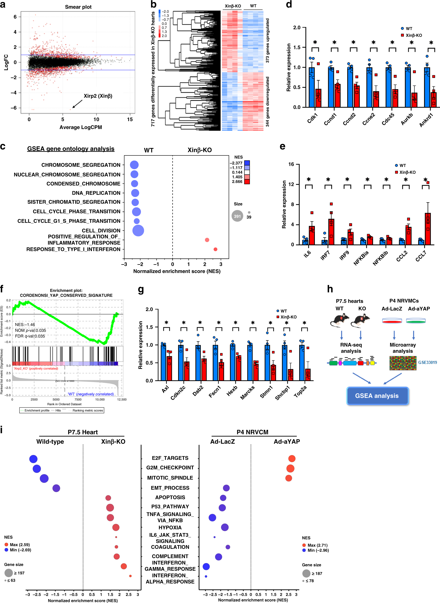 Fig. 1: Loss of Xinβ results in alteration of the Hippo-YAP signaling pathway in the heart.