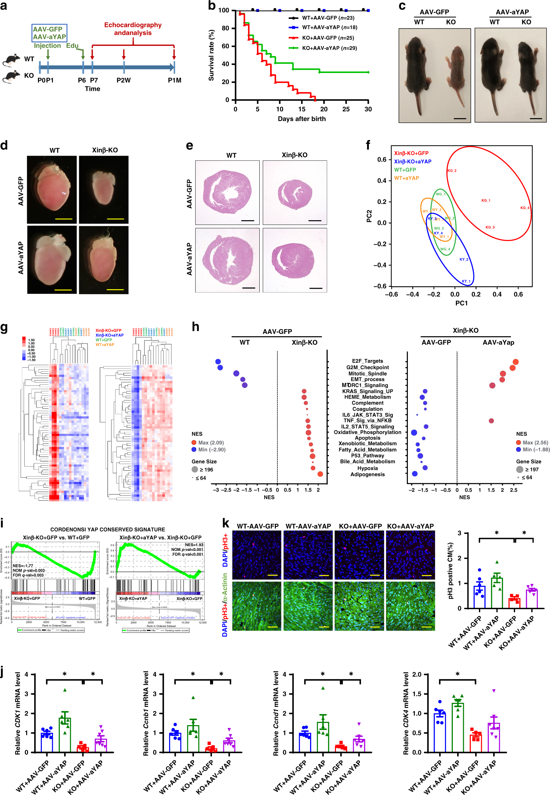 Fig. 3: Heart-specific YAPS127A overexpression rescues cardiac defects in XinβKO mice.