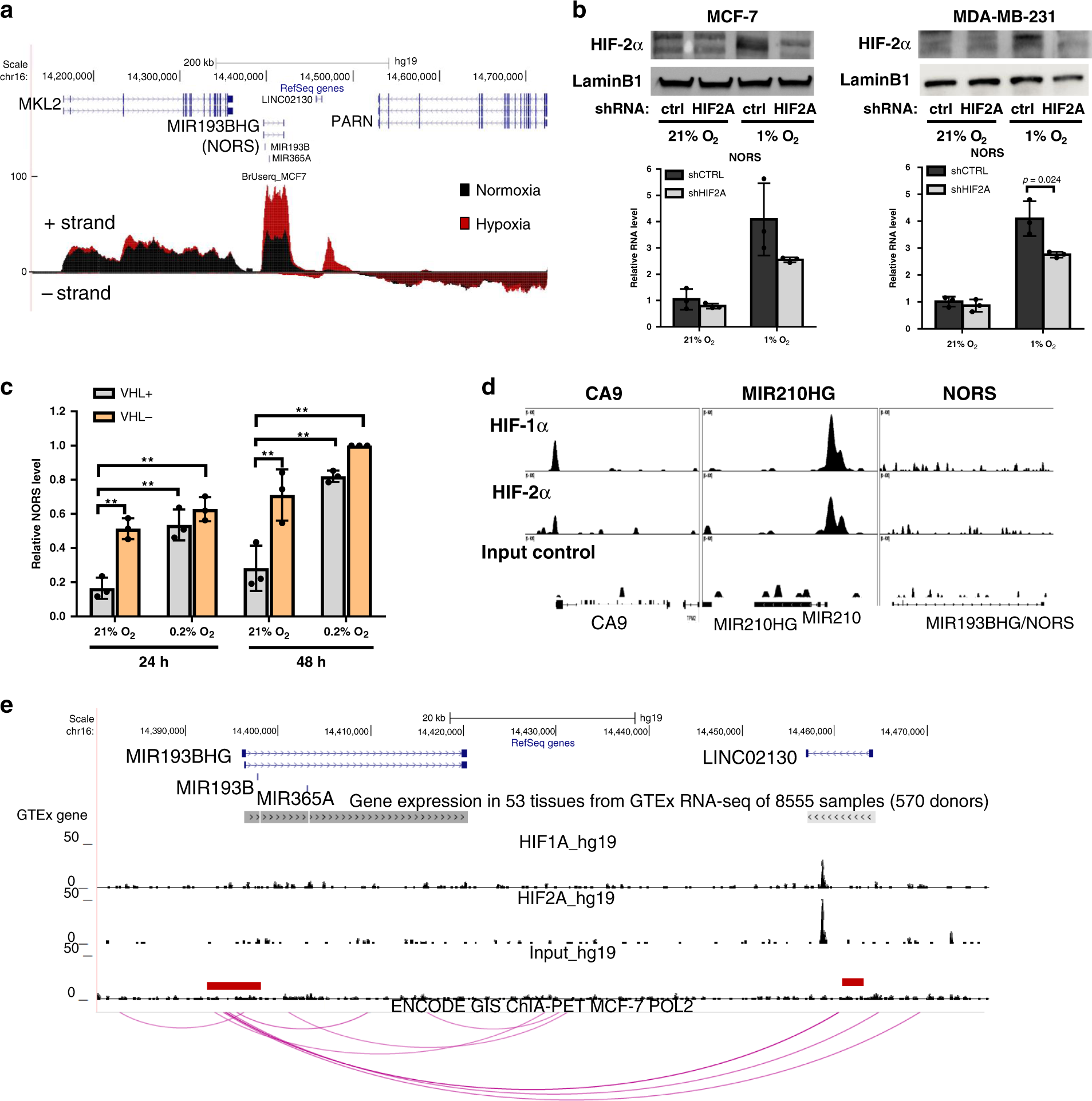 Fig. 2: lincNORS expression is regulated by HIF-2α.