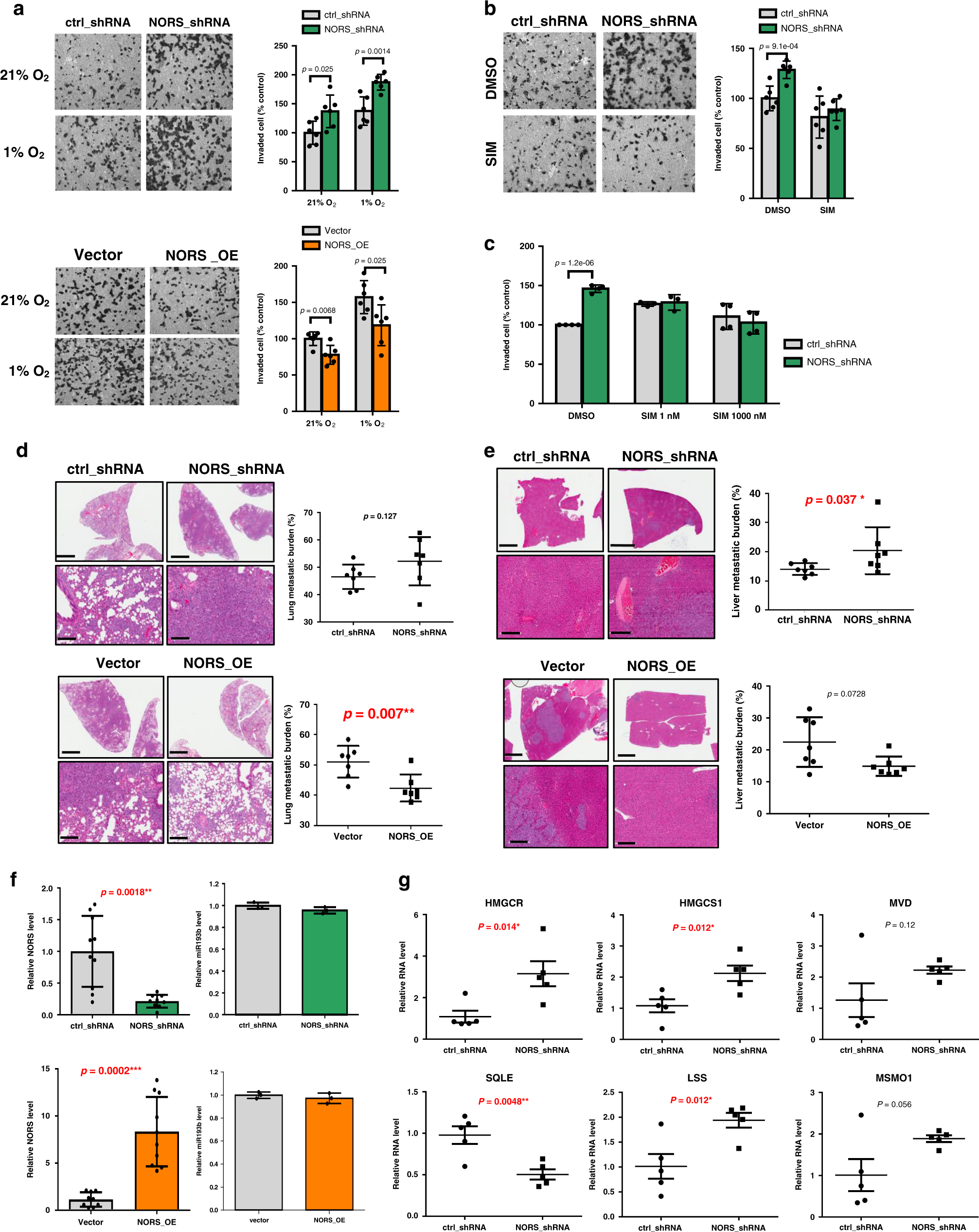 Fig. 5: lincNORS inhibits cell invasion and metastasis of breast cancer cells.