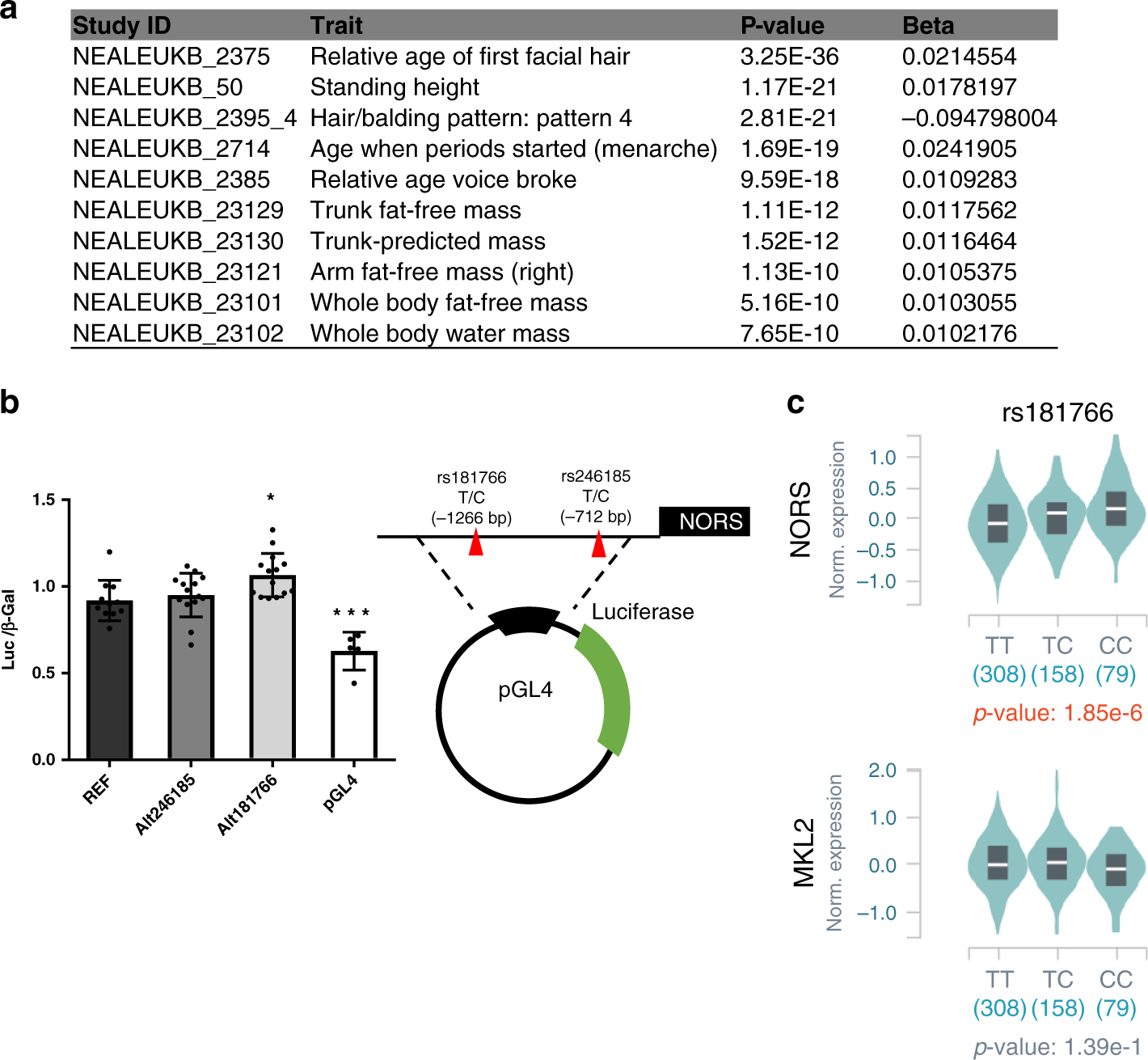 Fig. 8: The impact of rs181766 on lincNORS promoter activity.