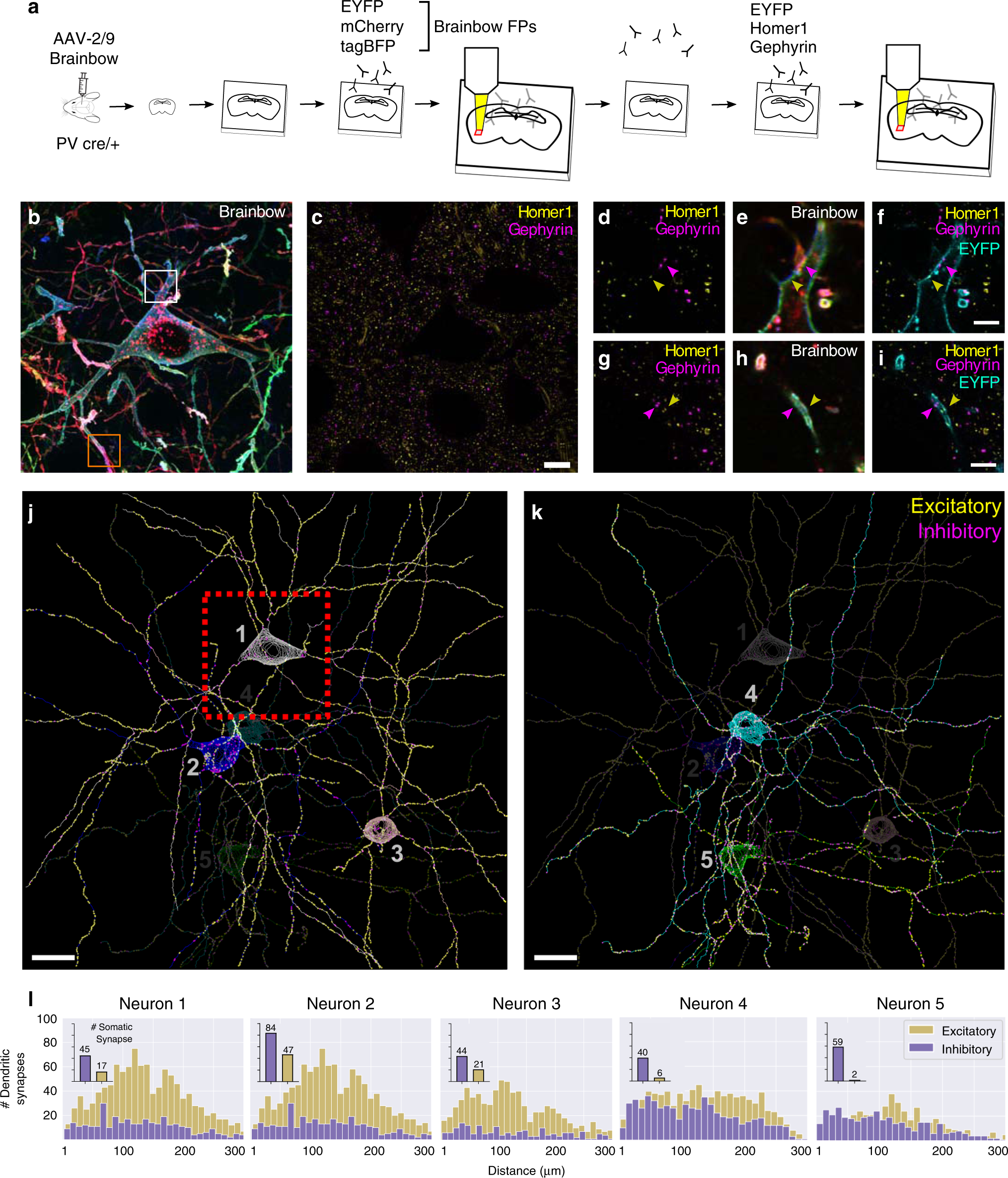 Fig. 5: Putative excitatory and inhibitory synapses of aspiny inhibitory neurons can be quantified.
