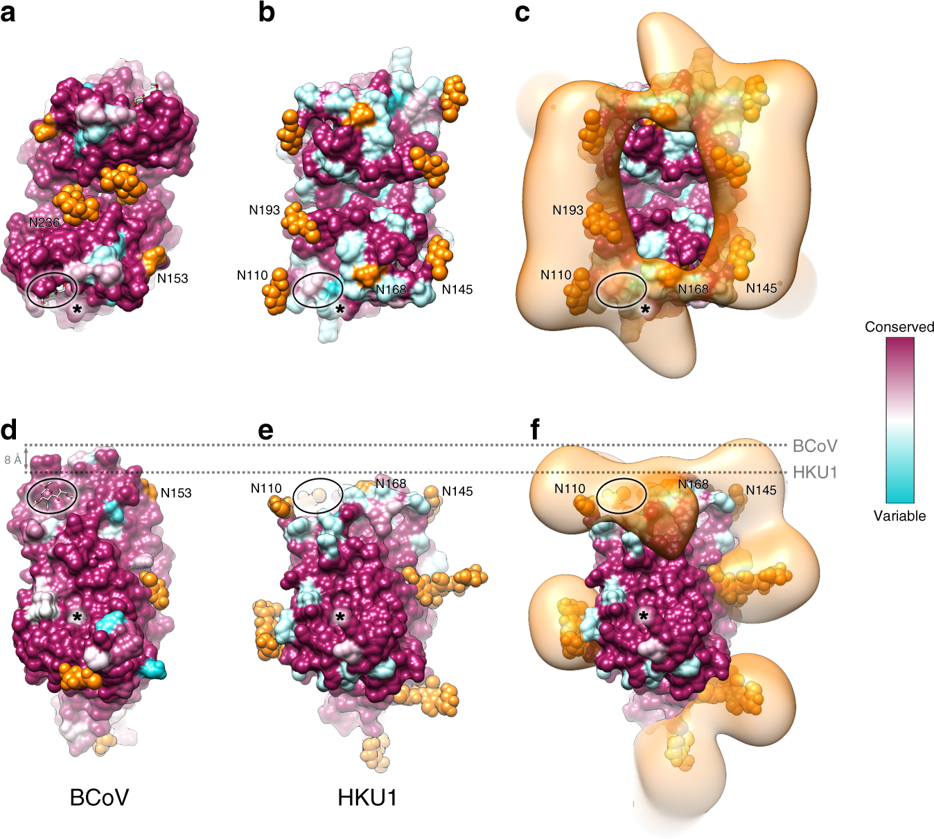 Fig. 5: Visualizing the glycan crown of HKU1 HE lectin domain.