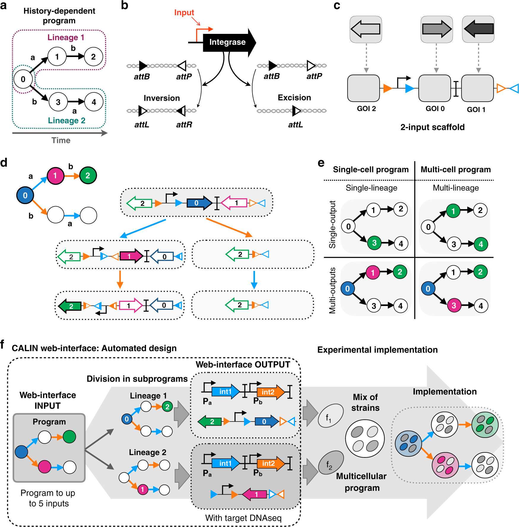 Fig. 1: Design of a modular scaffold for 2-input history-dependent multicellular programs.