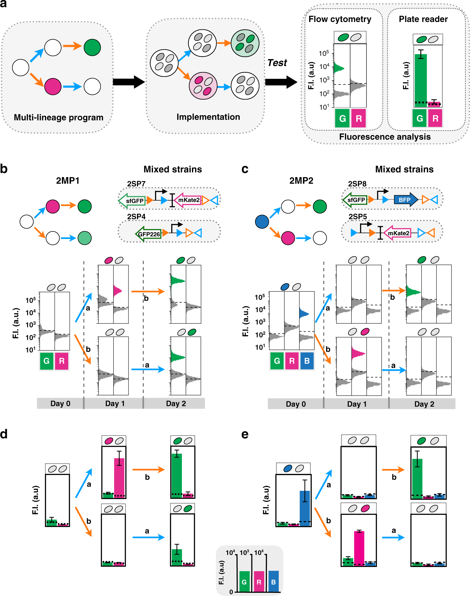 Fig. 3: Characterization of 2-input multicellular programs.