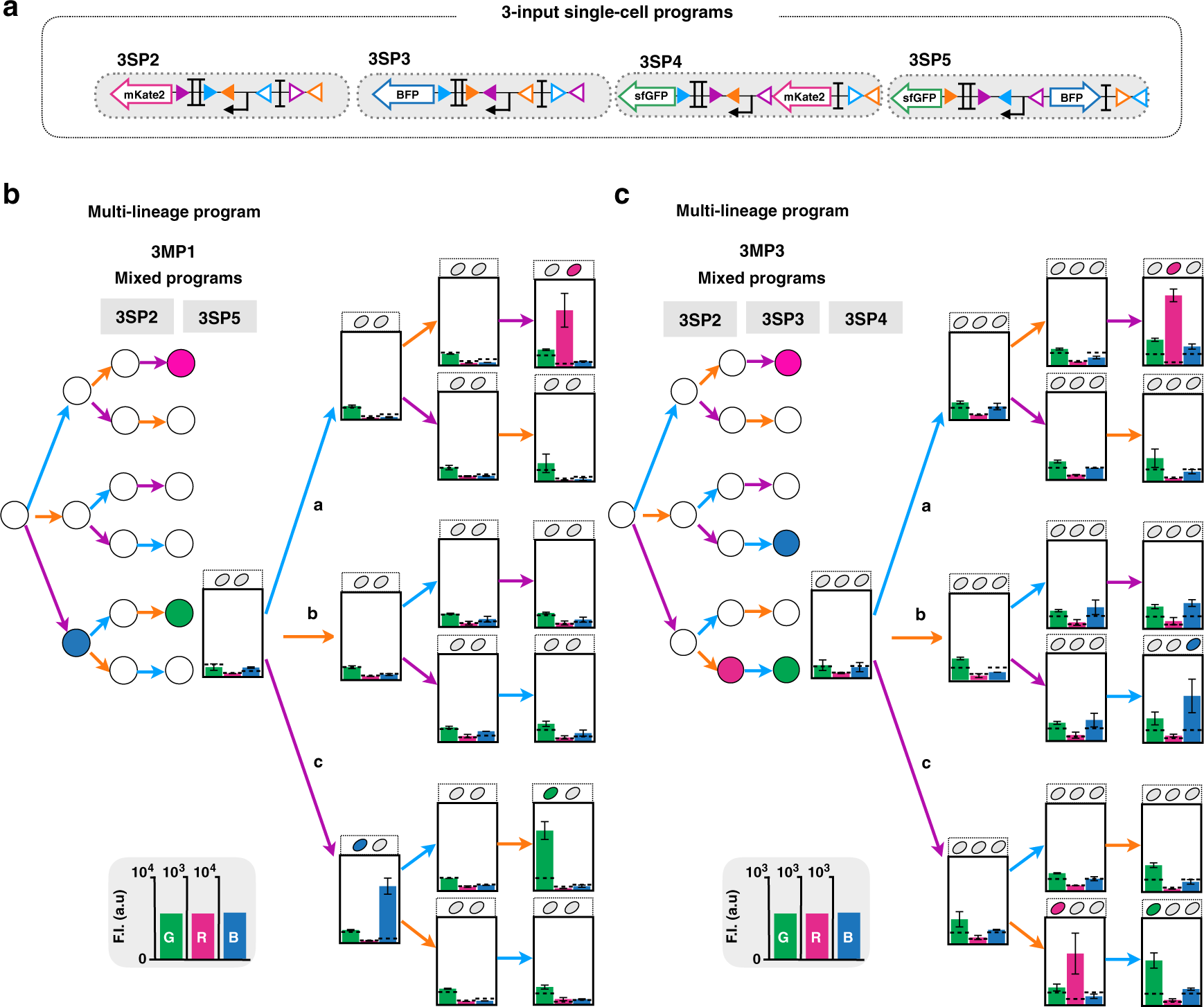 Fig. 6: Characterization of 3-input multicellular programs.