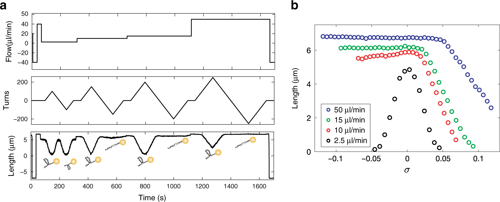 Fig. 2: Force dependence of length for supercoiled DNA demonstrated by FMT.