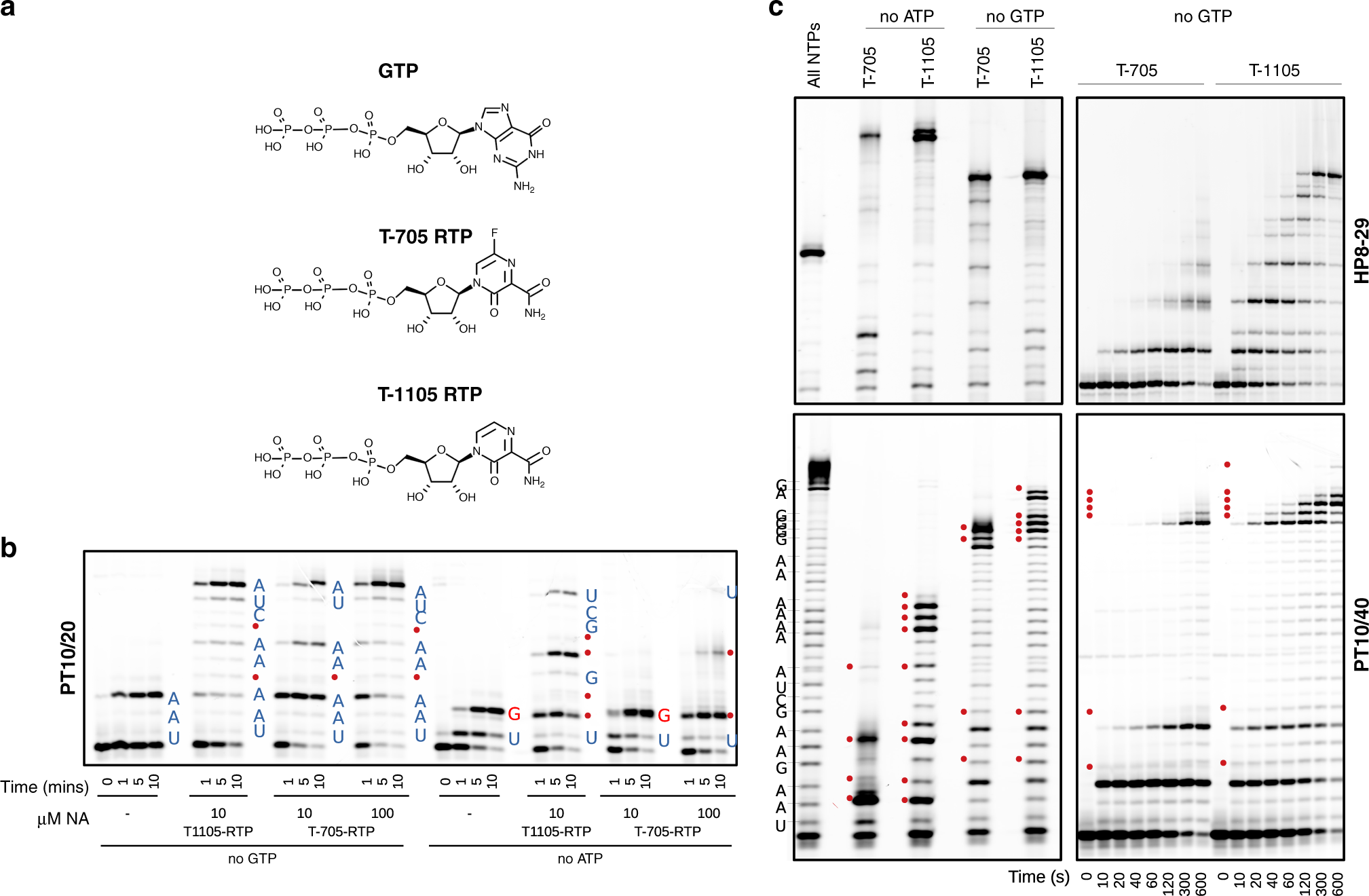 Fig. 3: Incorporation of nucleoside analogues T-705 and T-1105.