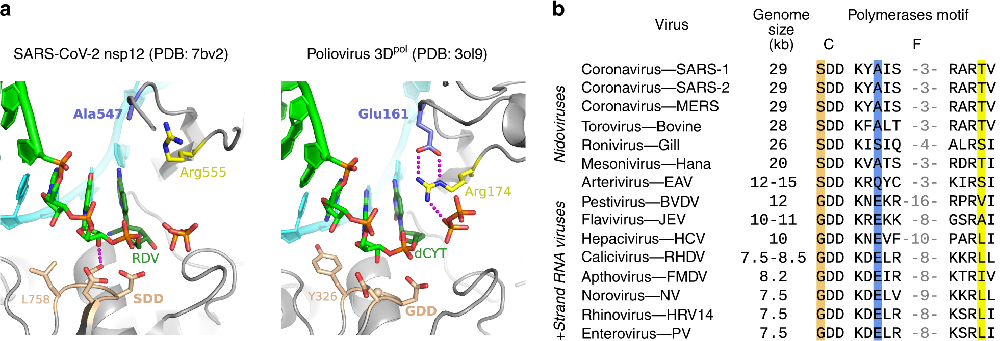 Fig. 6: Comparison of viral polymerase active site structures and sequences.