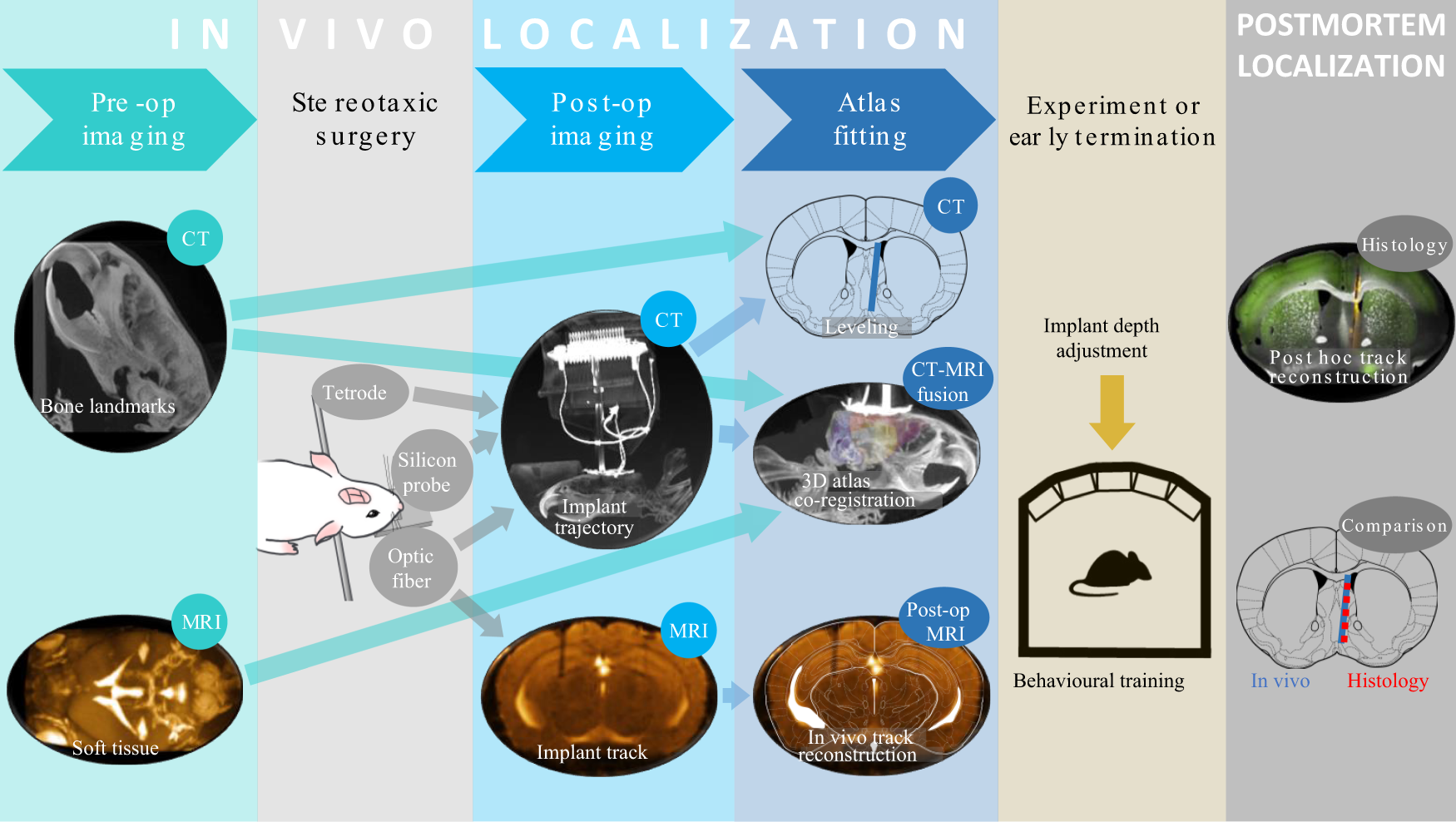 In vivo localization of chronically implanted electrodes and optic fibers in mice Nature Communications image