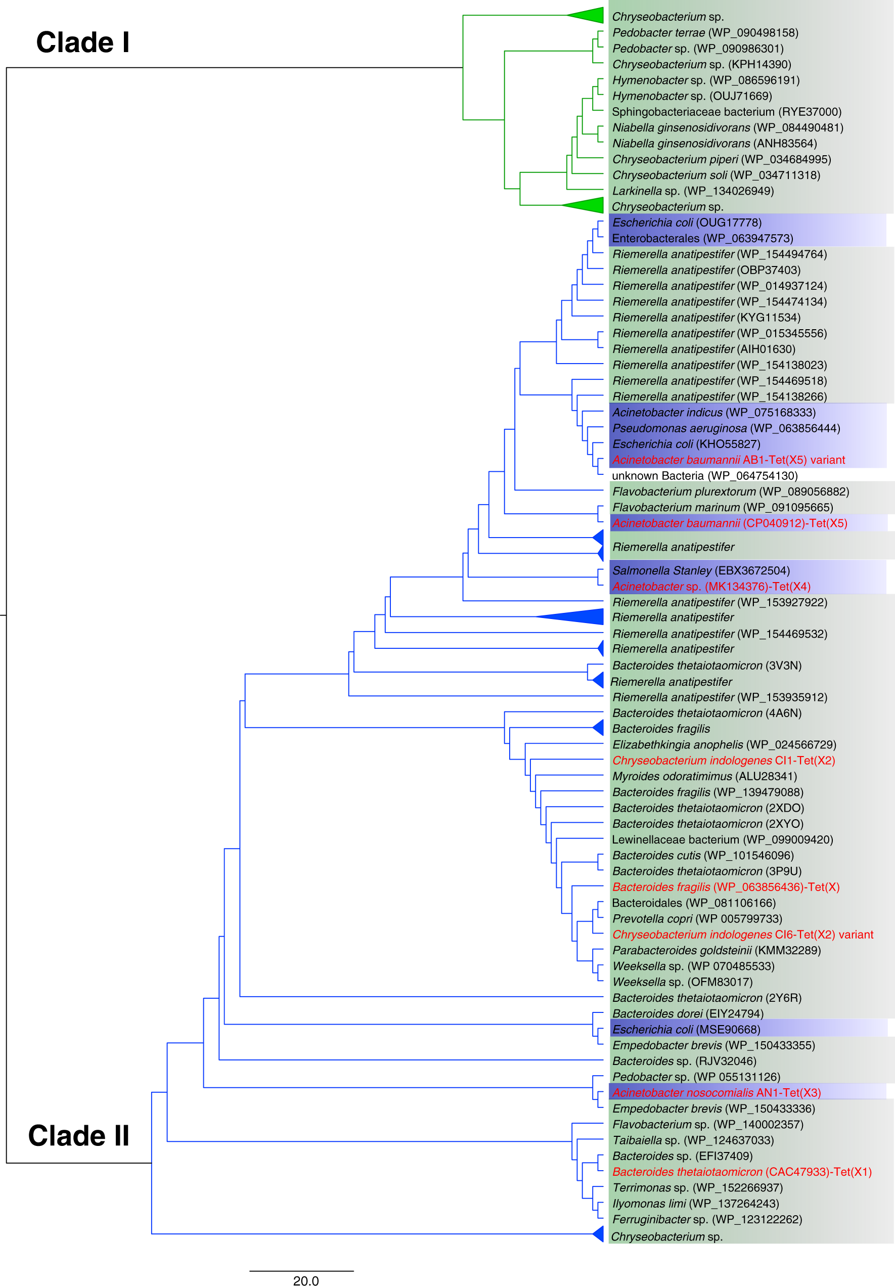 Fig. 4: Phylogeny of TetX generated by the maximum likelihood method.