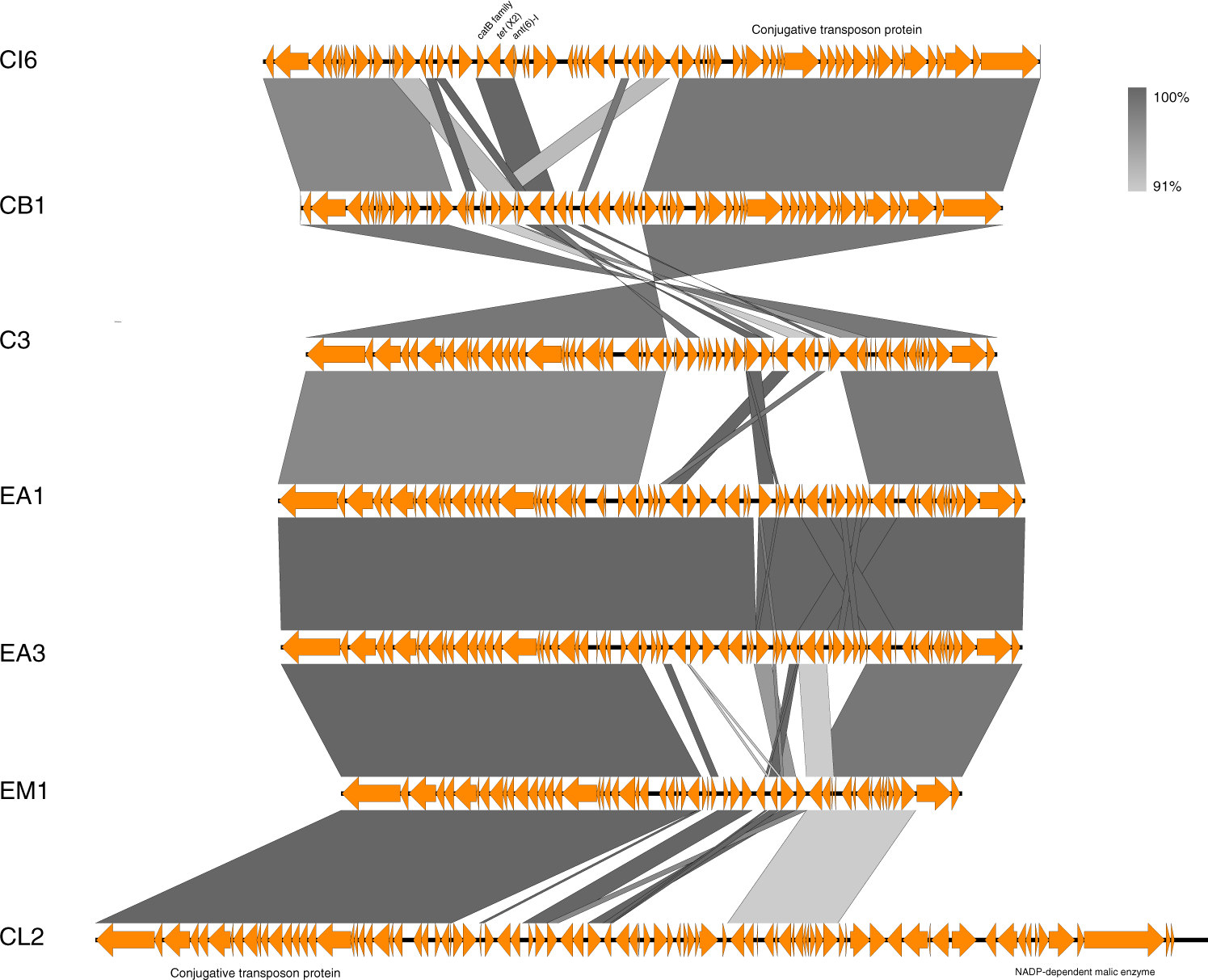 Fig. 5: Alignment of integrative and conjugative elements with tet(X) in Flavobacteriaceae.