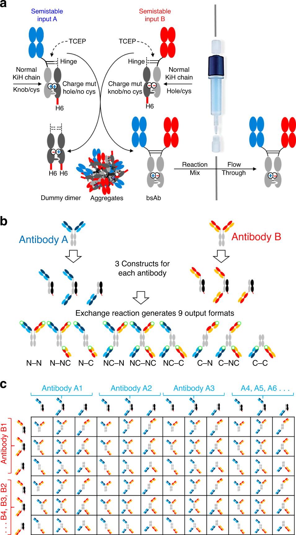 Fig. 1: Generation of combinatorial binder/format bsAb matrices via dummy-Fc driven assembly.