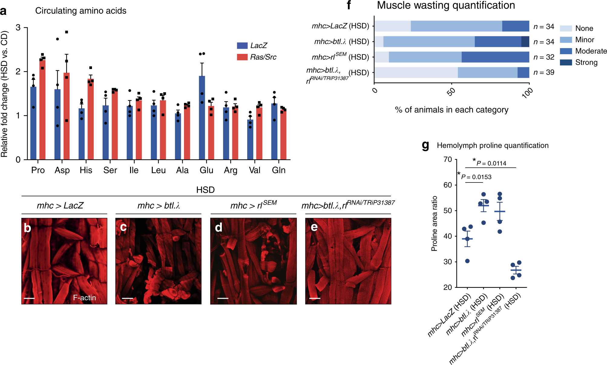 Fig. 3: Muscle-specific Btl-dERK signalling promotes muscle wasting in HSD.