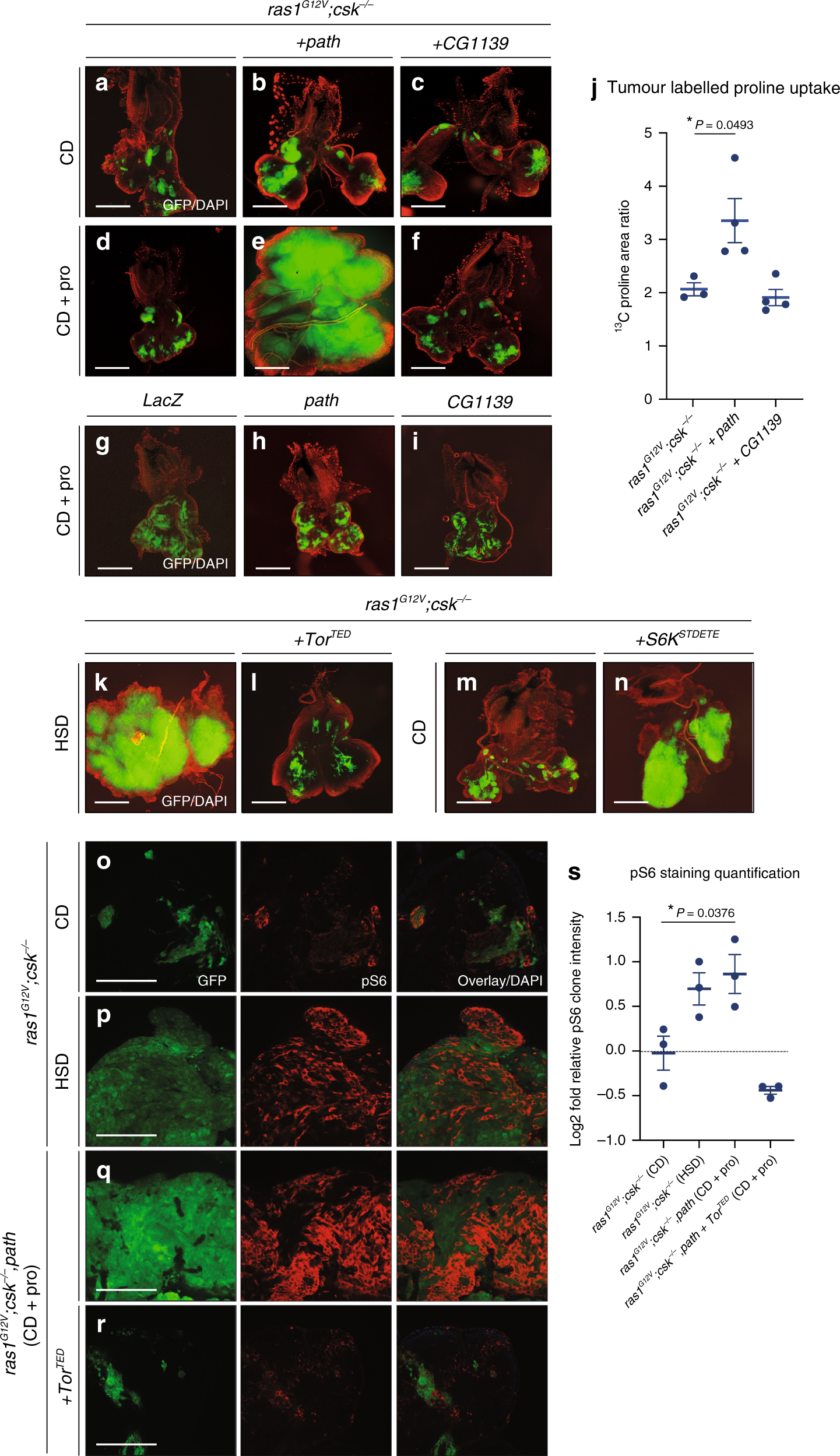 Fig. 5: Proline promotes Ras/Src-tumour growth through amino acid transporter Path.