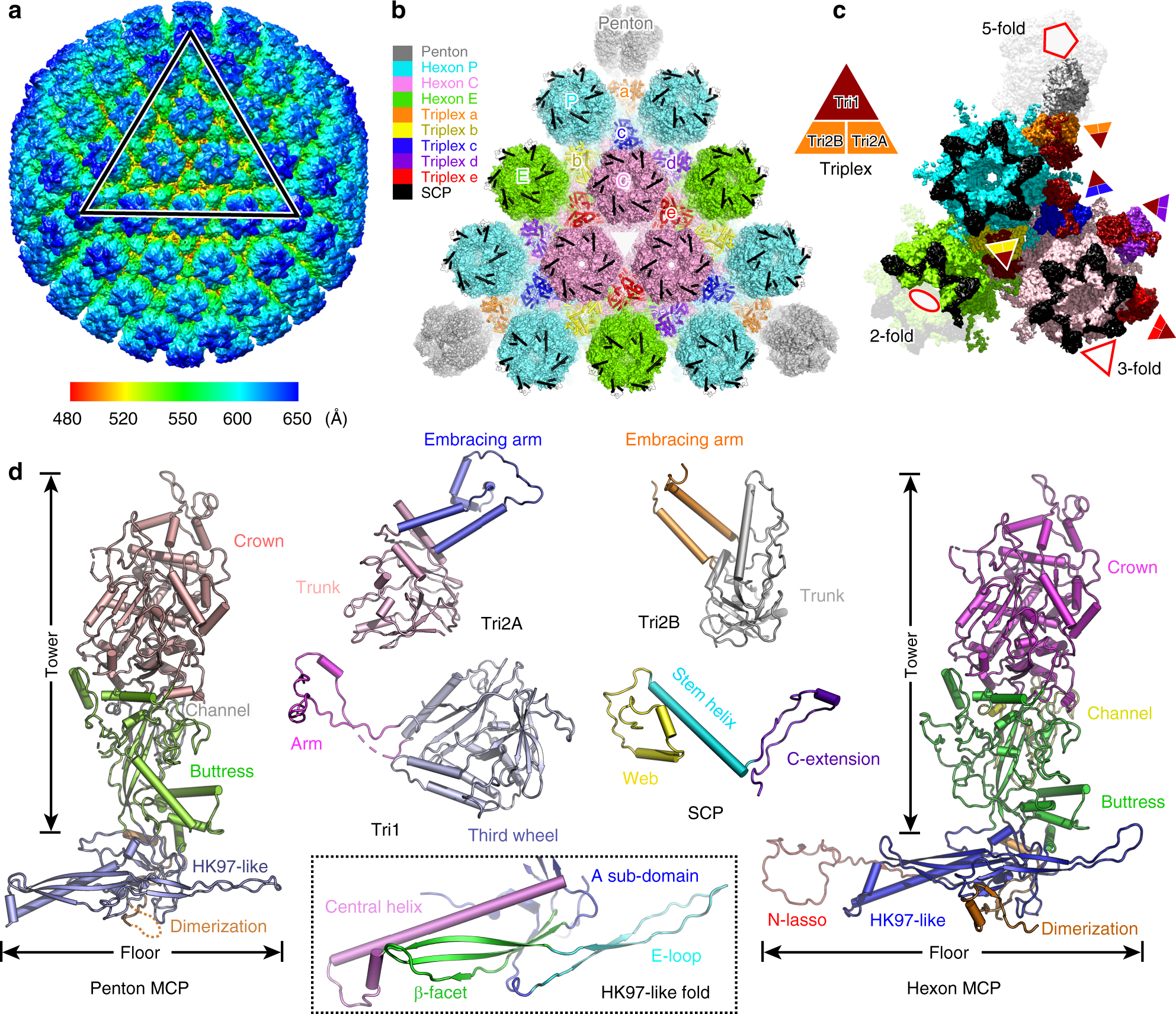 Cryo Em Structure Of The Varicella Zoster Virus A Capsid Nature Communications